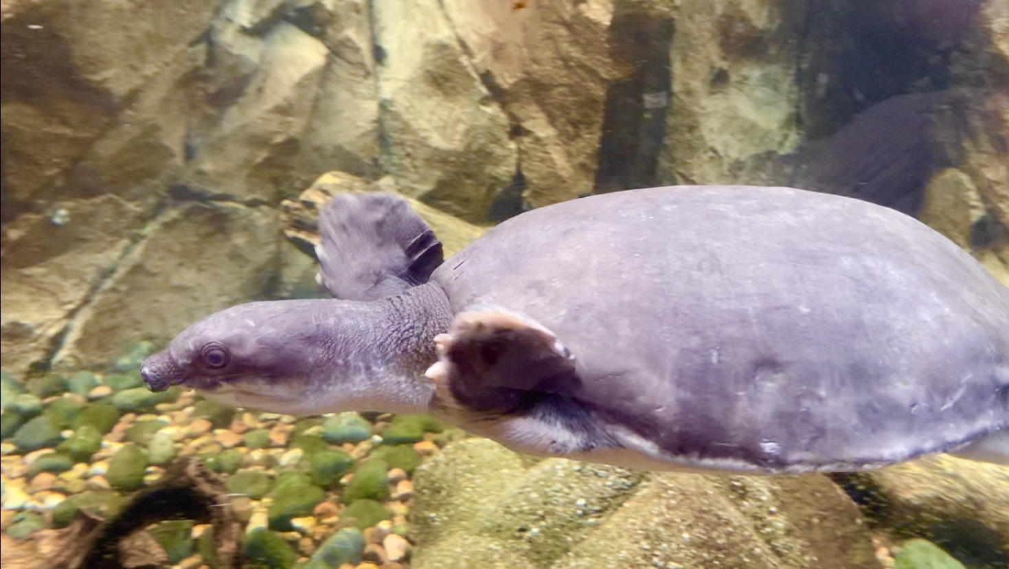 Fly River Turtle, ‘Western Ghats’ exhibit