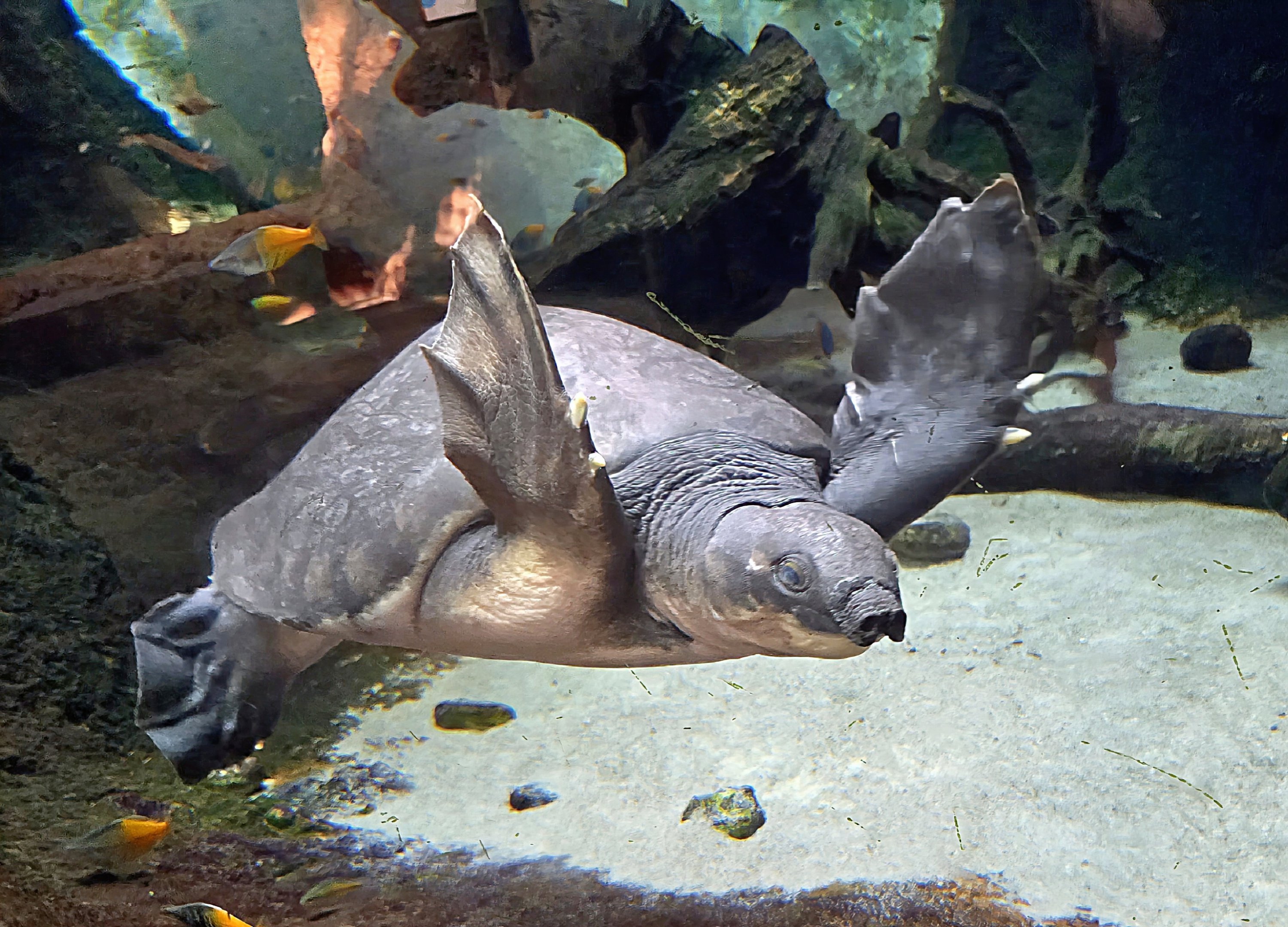 Fly River Turtle - Zoo Knoxville
