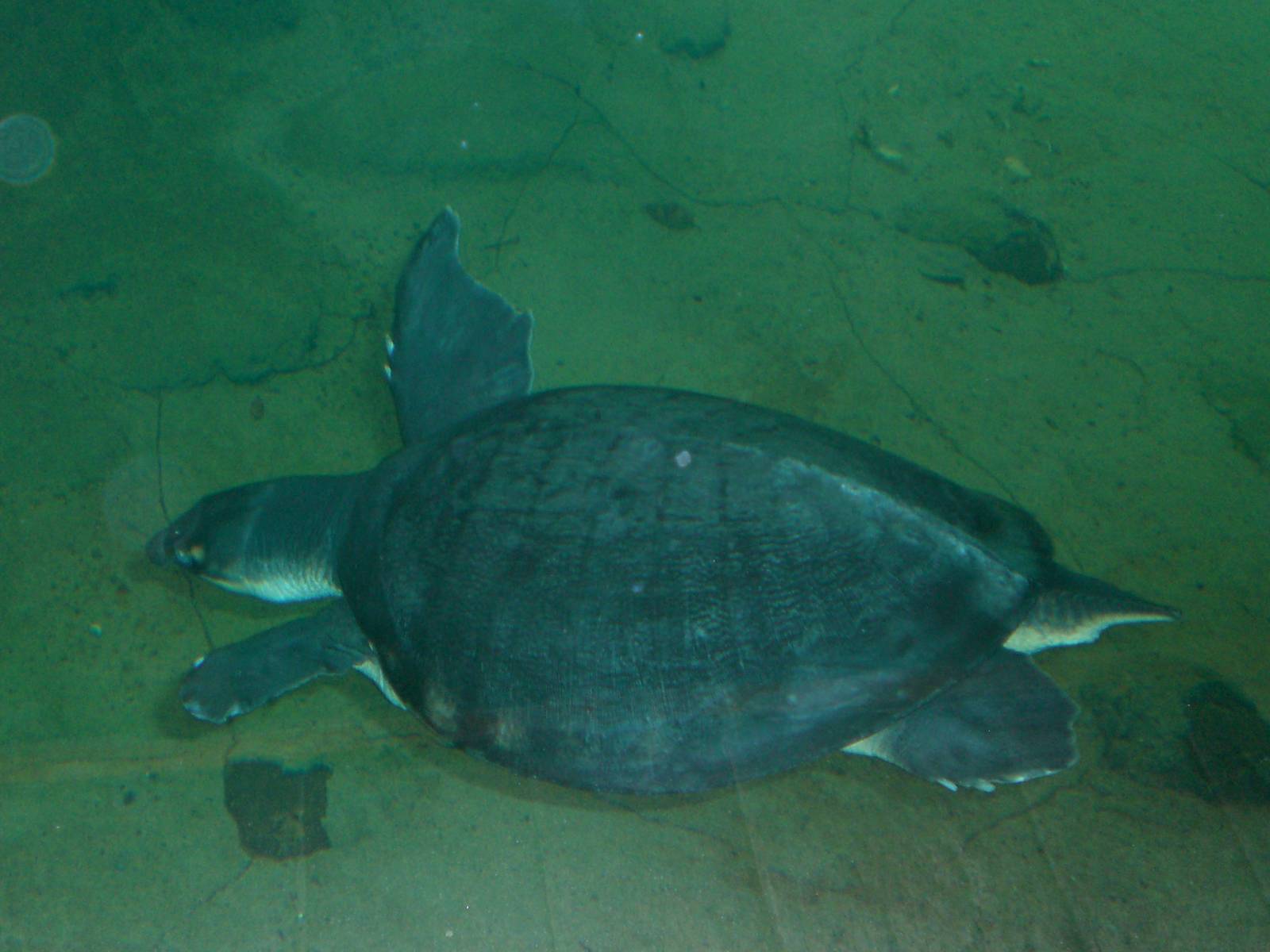 Fly River turtle