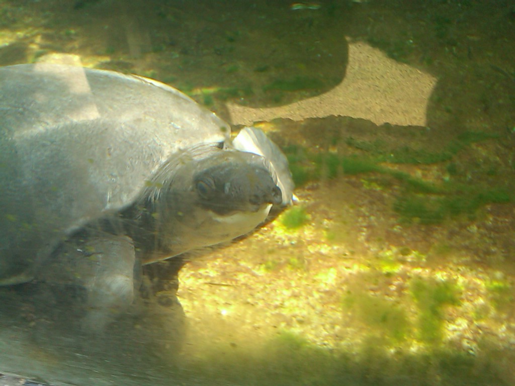 Fly River Turtle