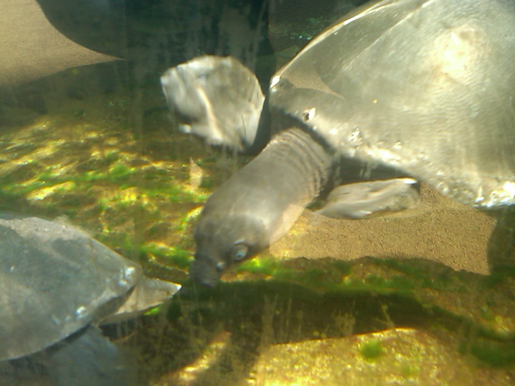 Fly River Turtle
