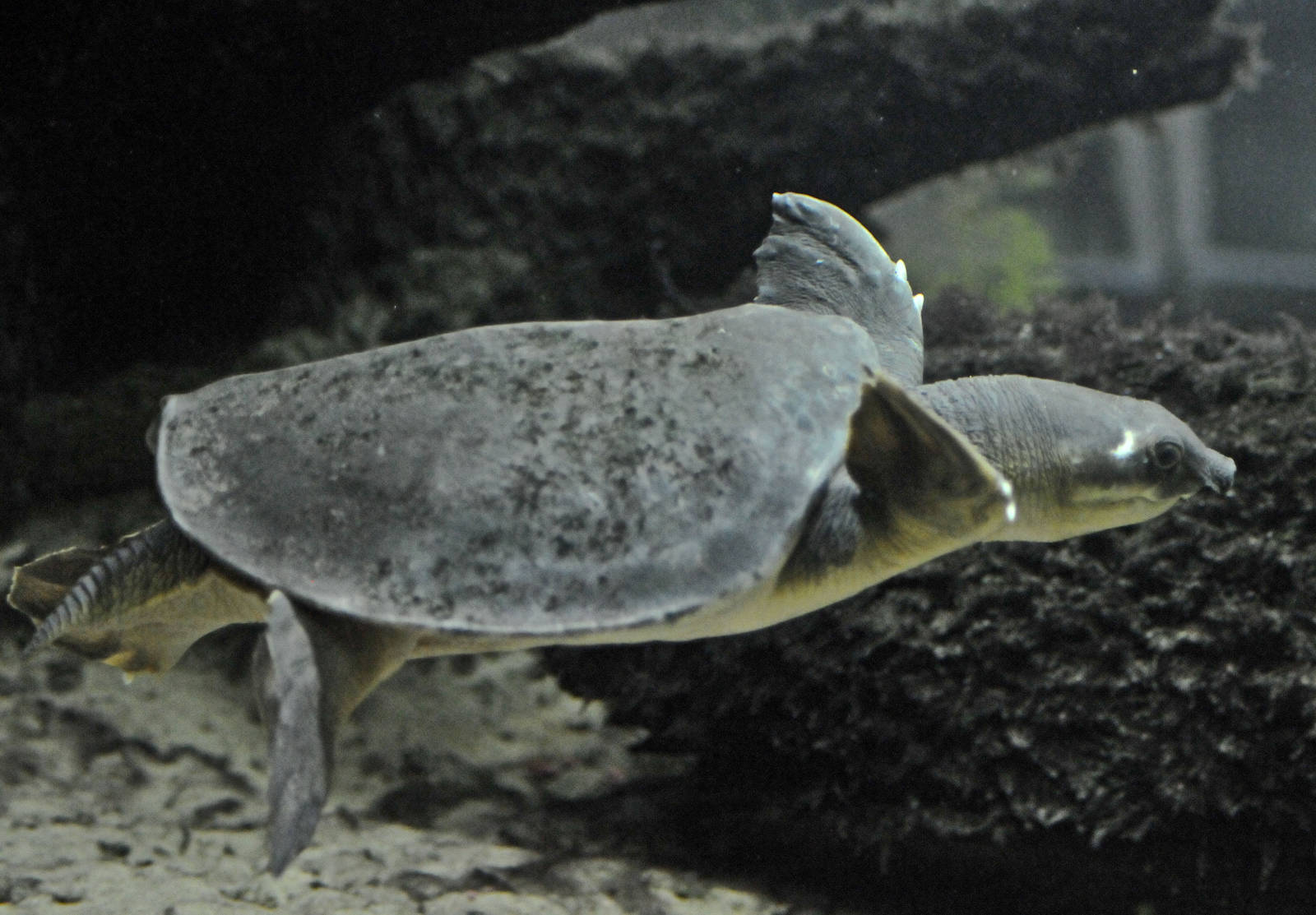 fly river turtle