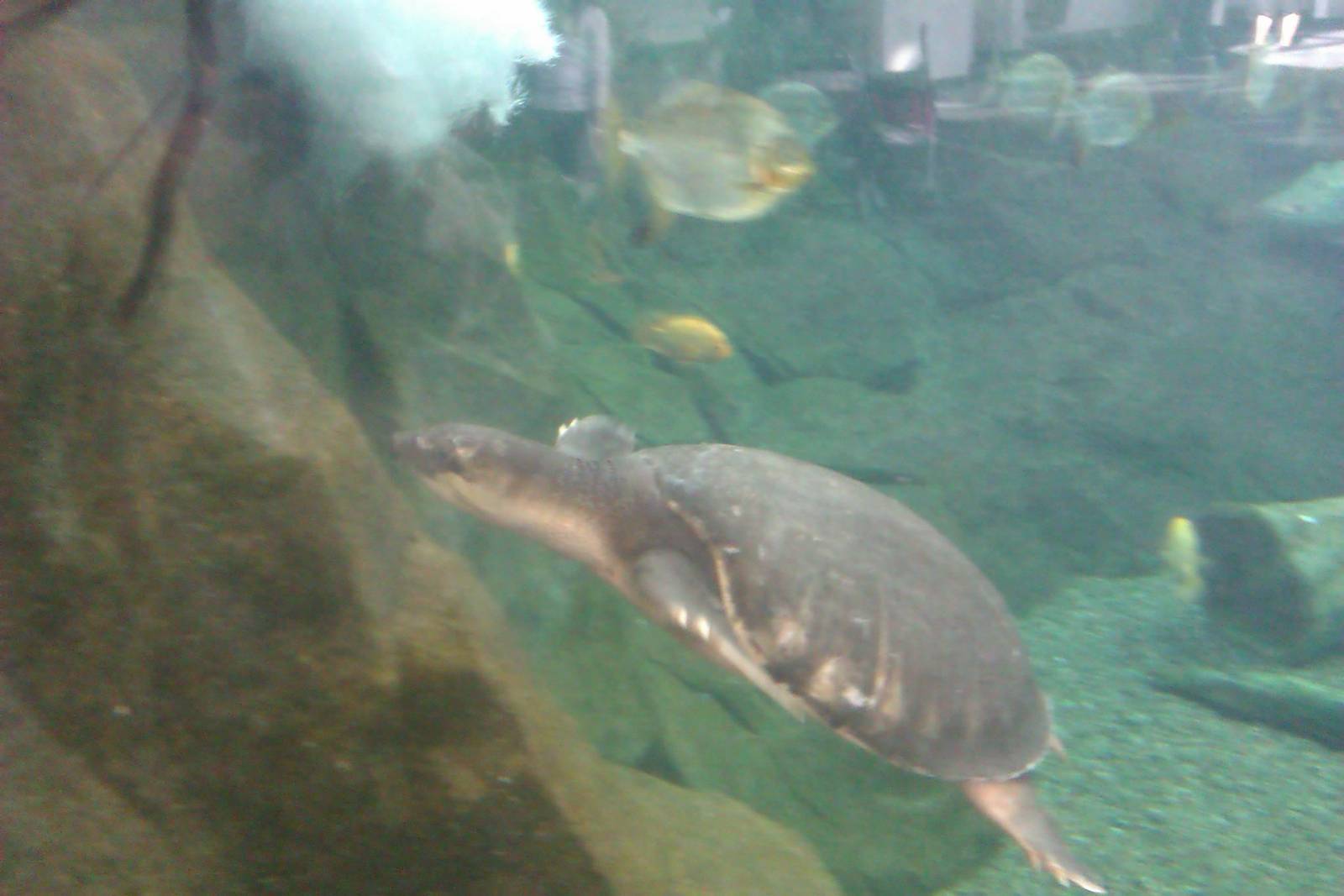 Fly River Turtle