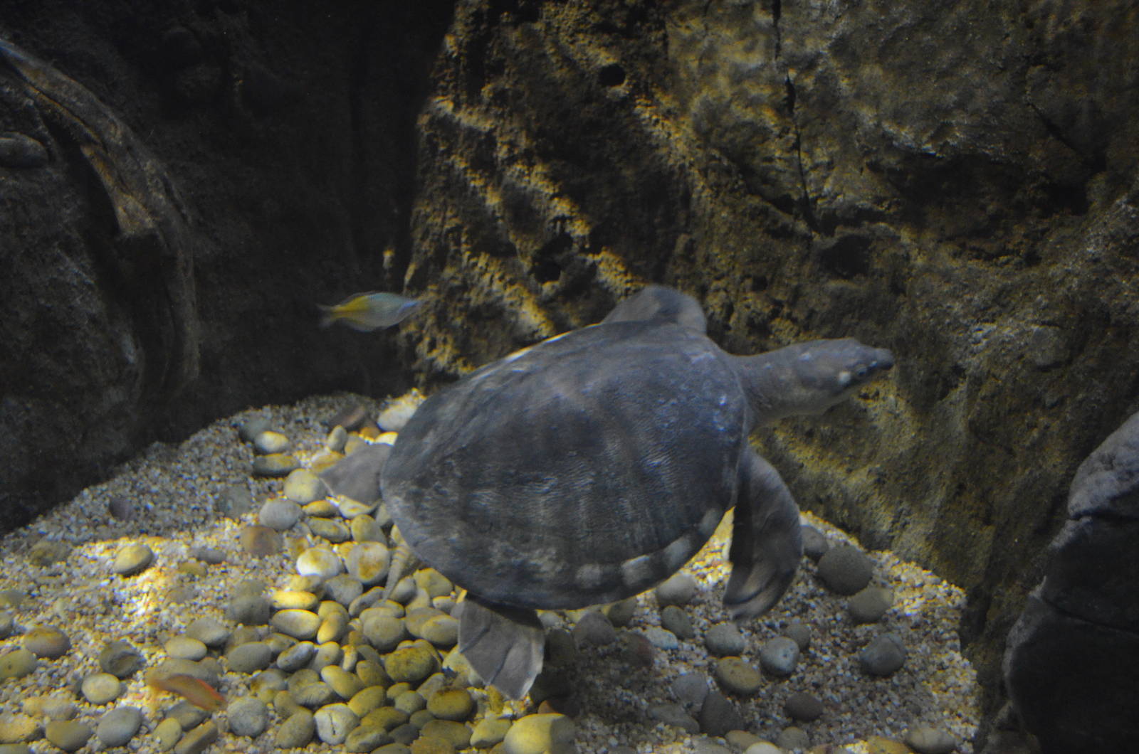Fly River Turtle