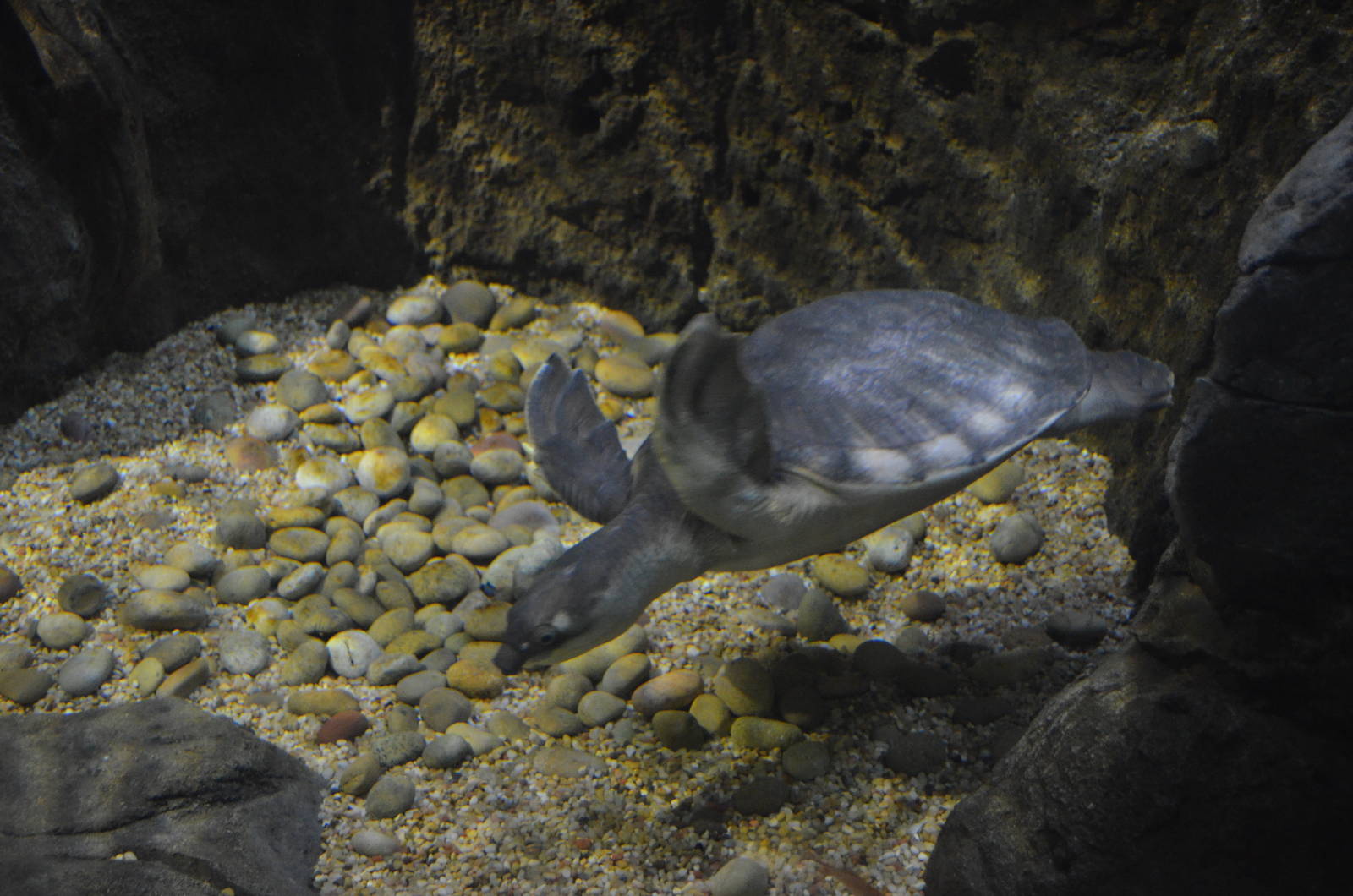 Fly River Turtle