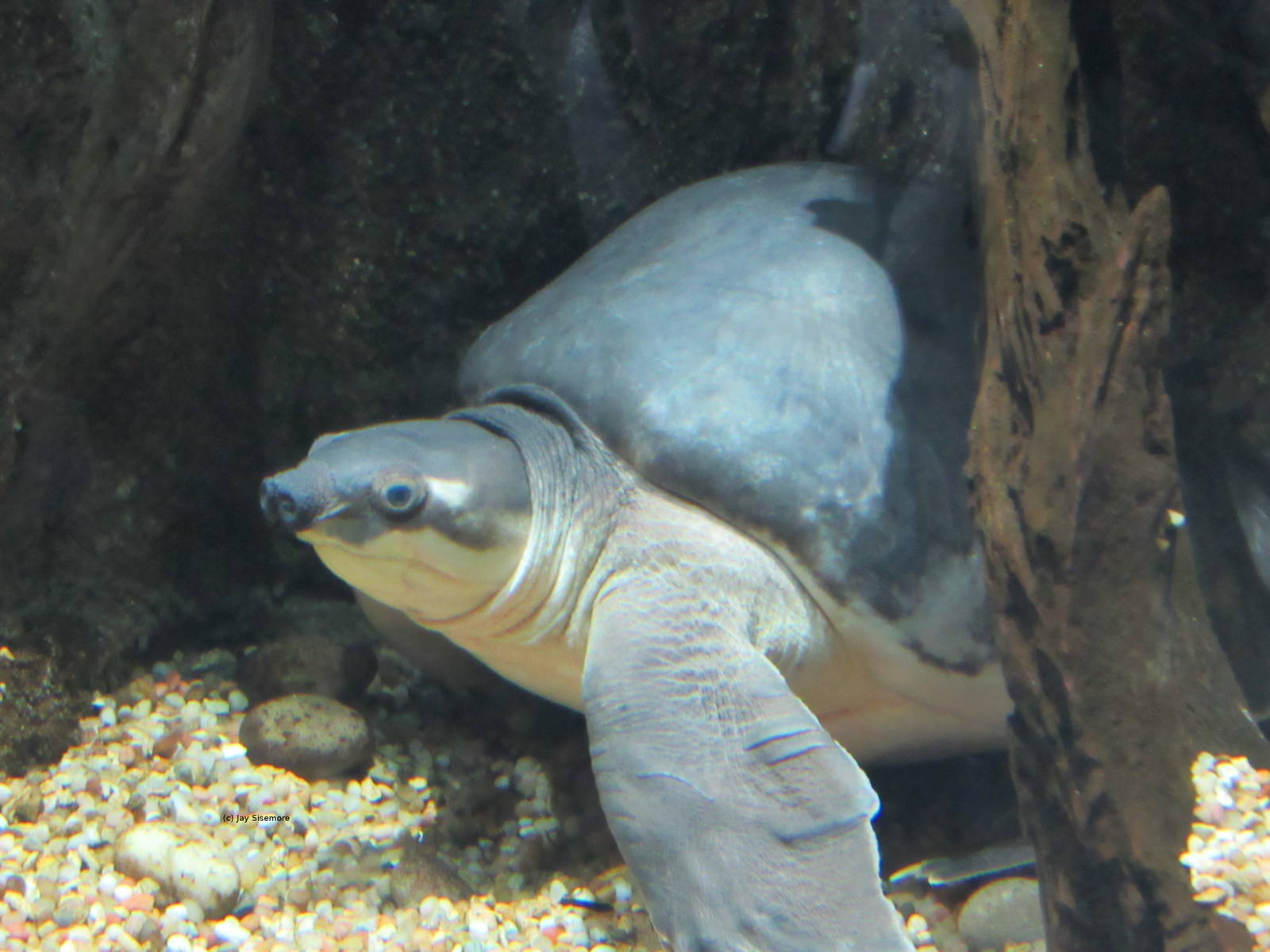 Fly River Turtle