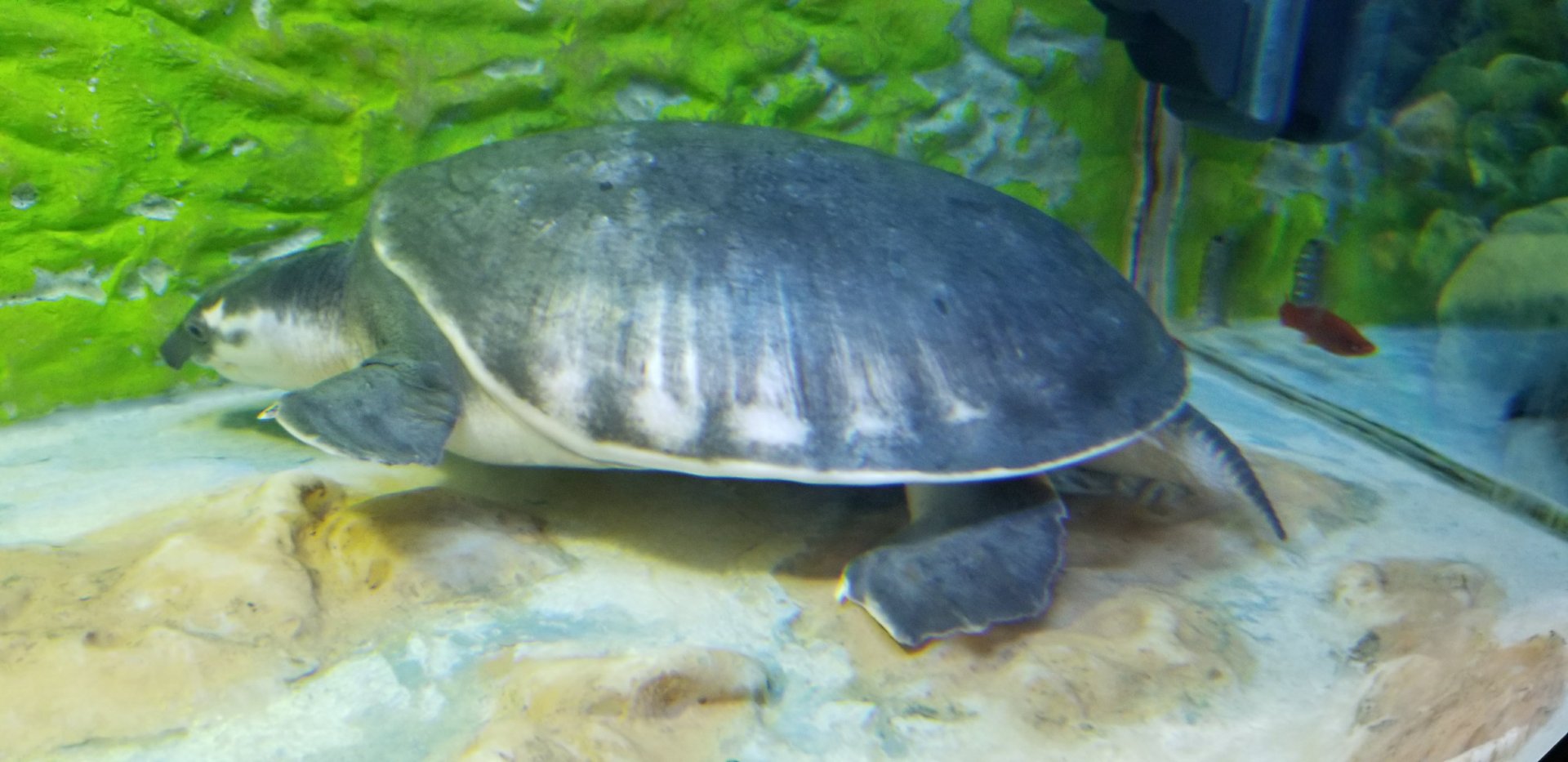 Fly River Turtle