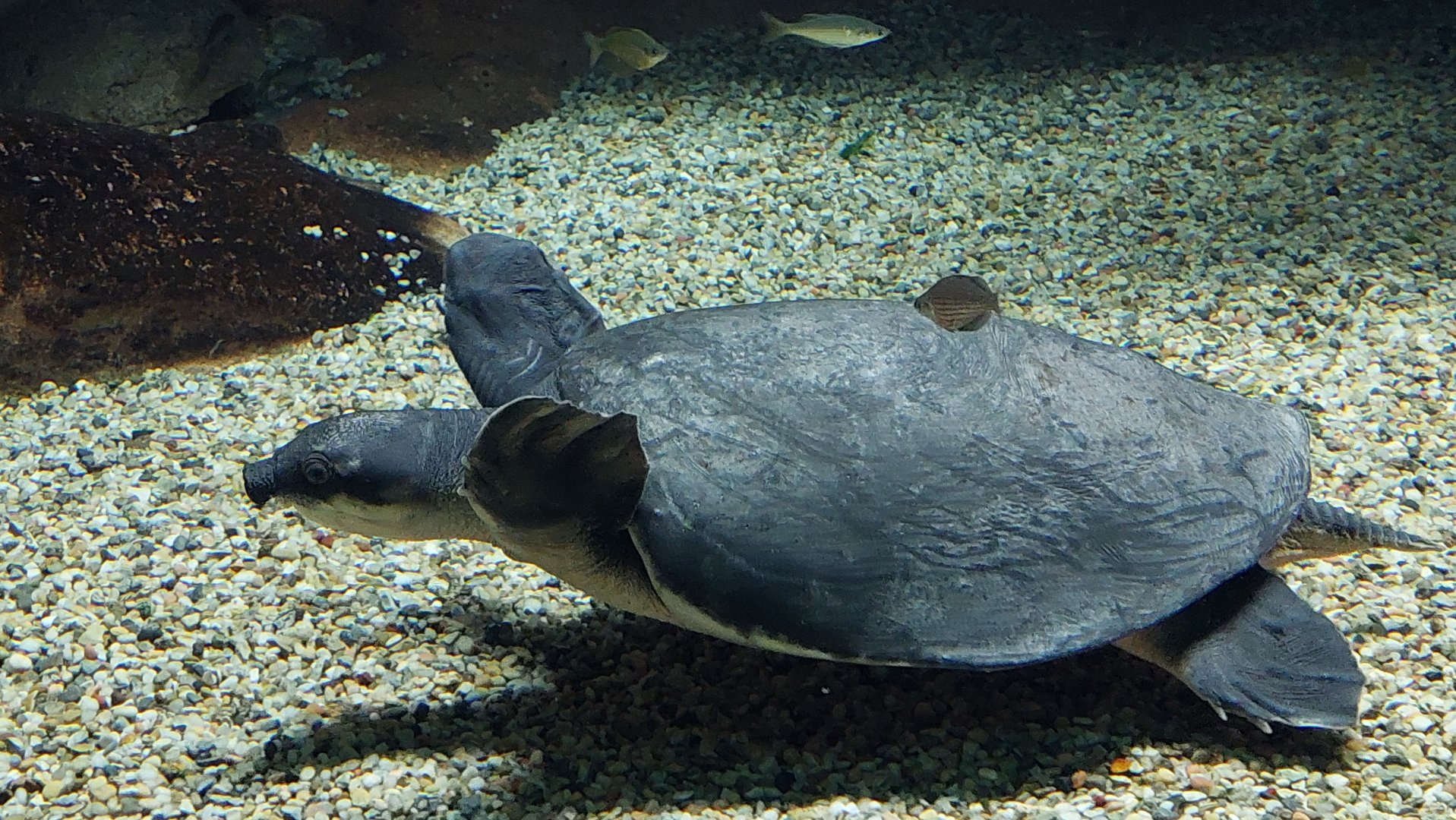 Fly River Turtle