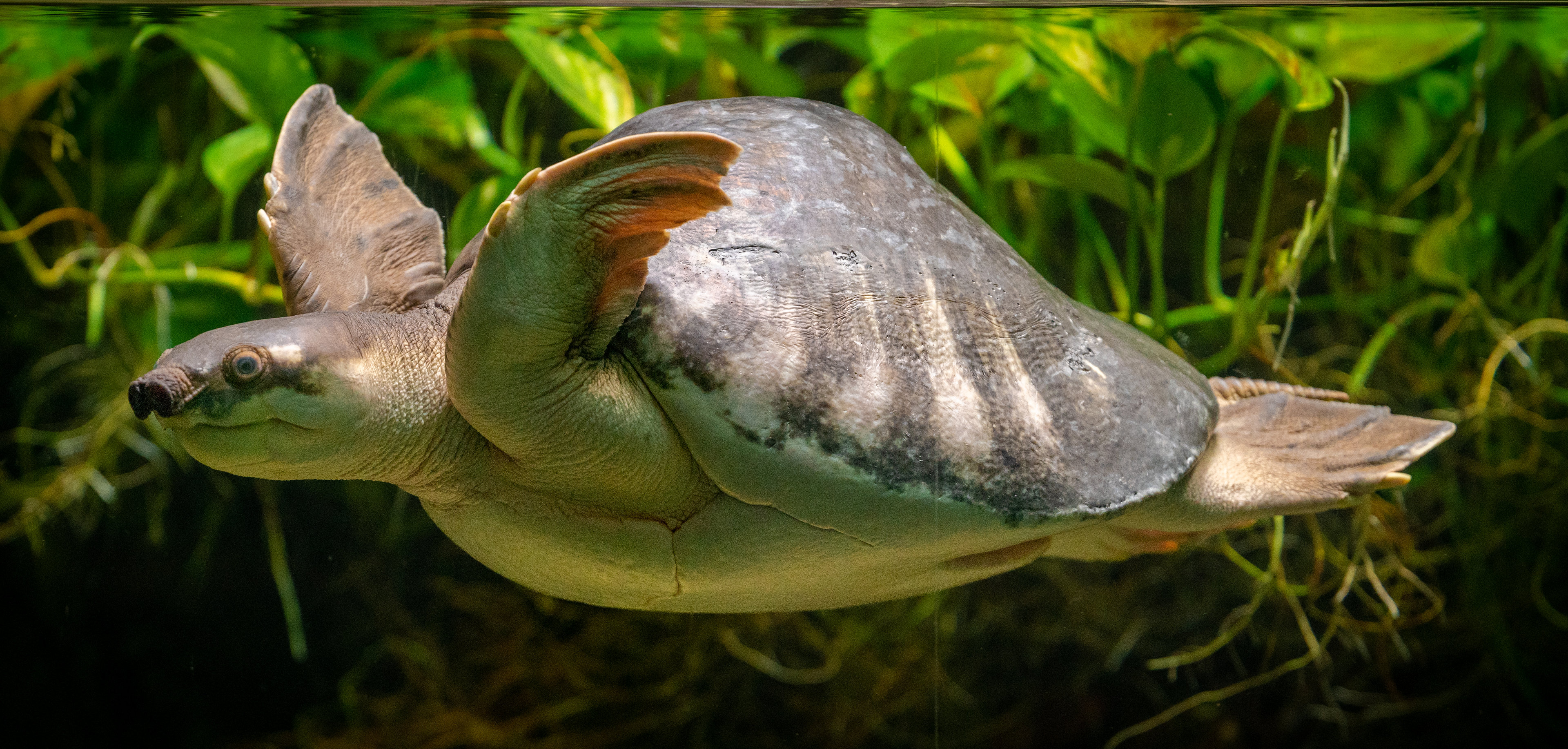 Fly River Turtle