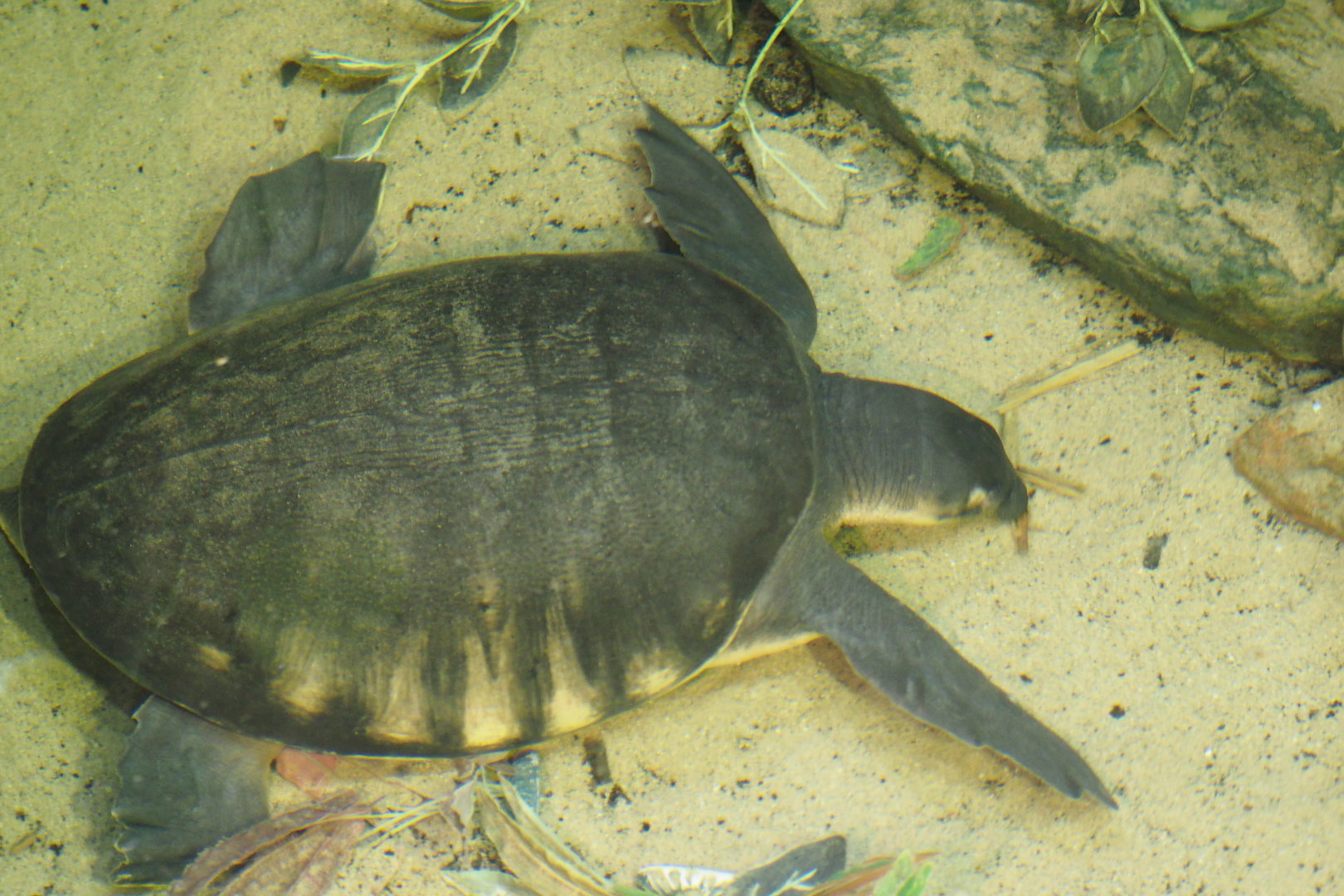 Fly River Turtle