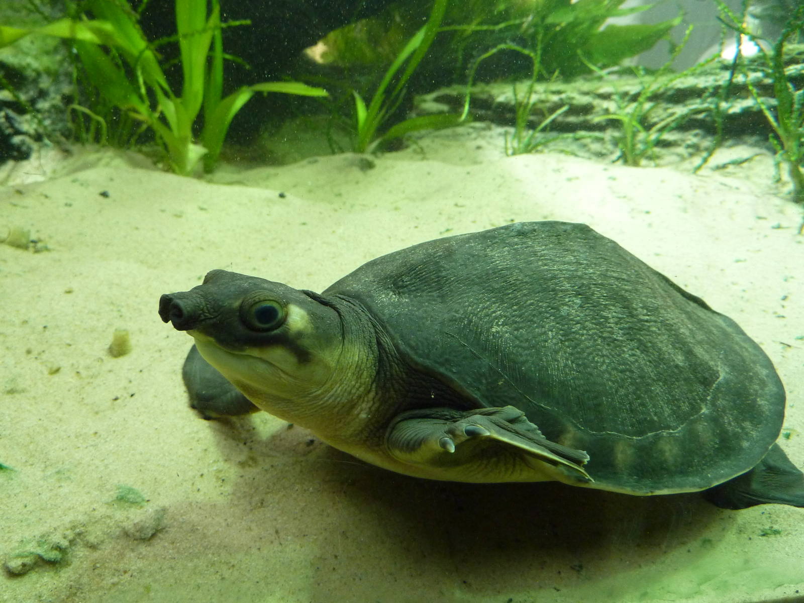 Fly river turtle