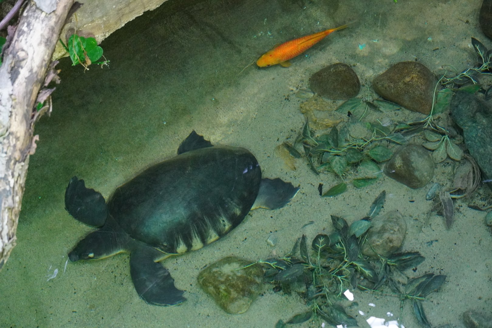 Fly River Turtle