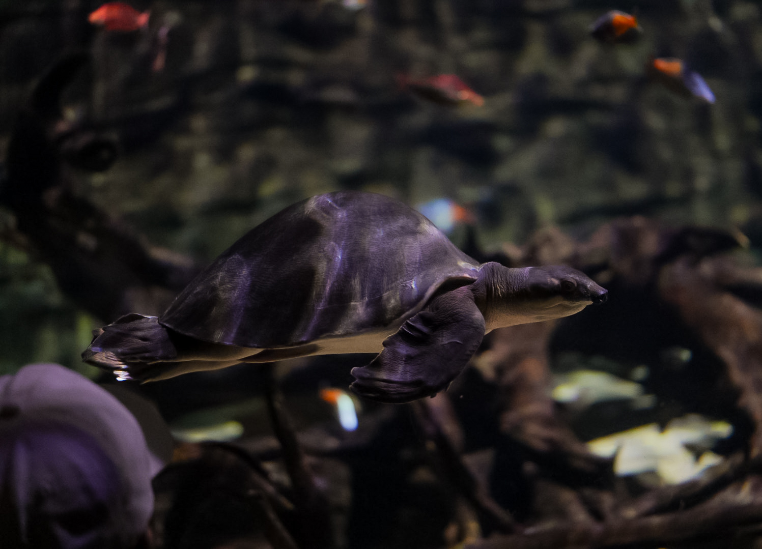 Fly River Turtle