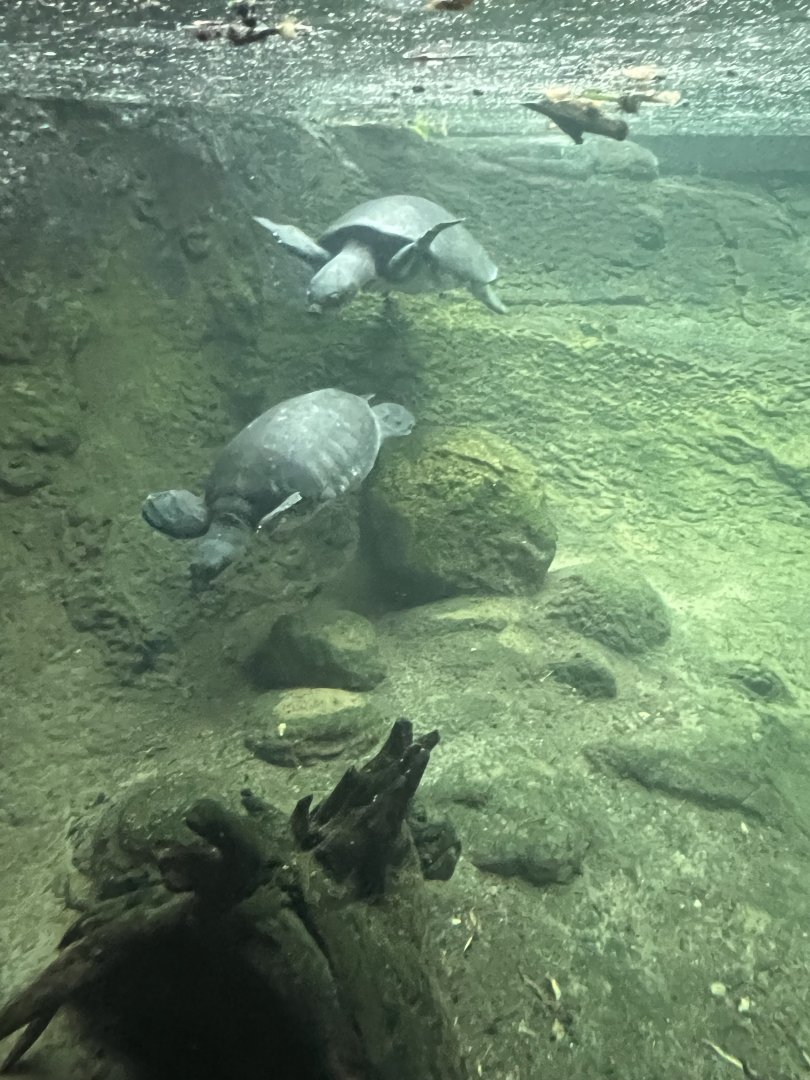 Fly River Turtles