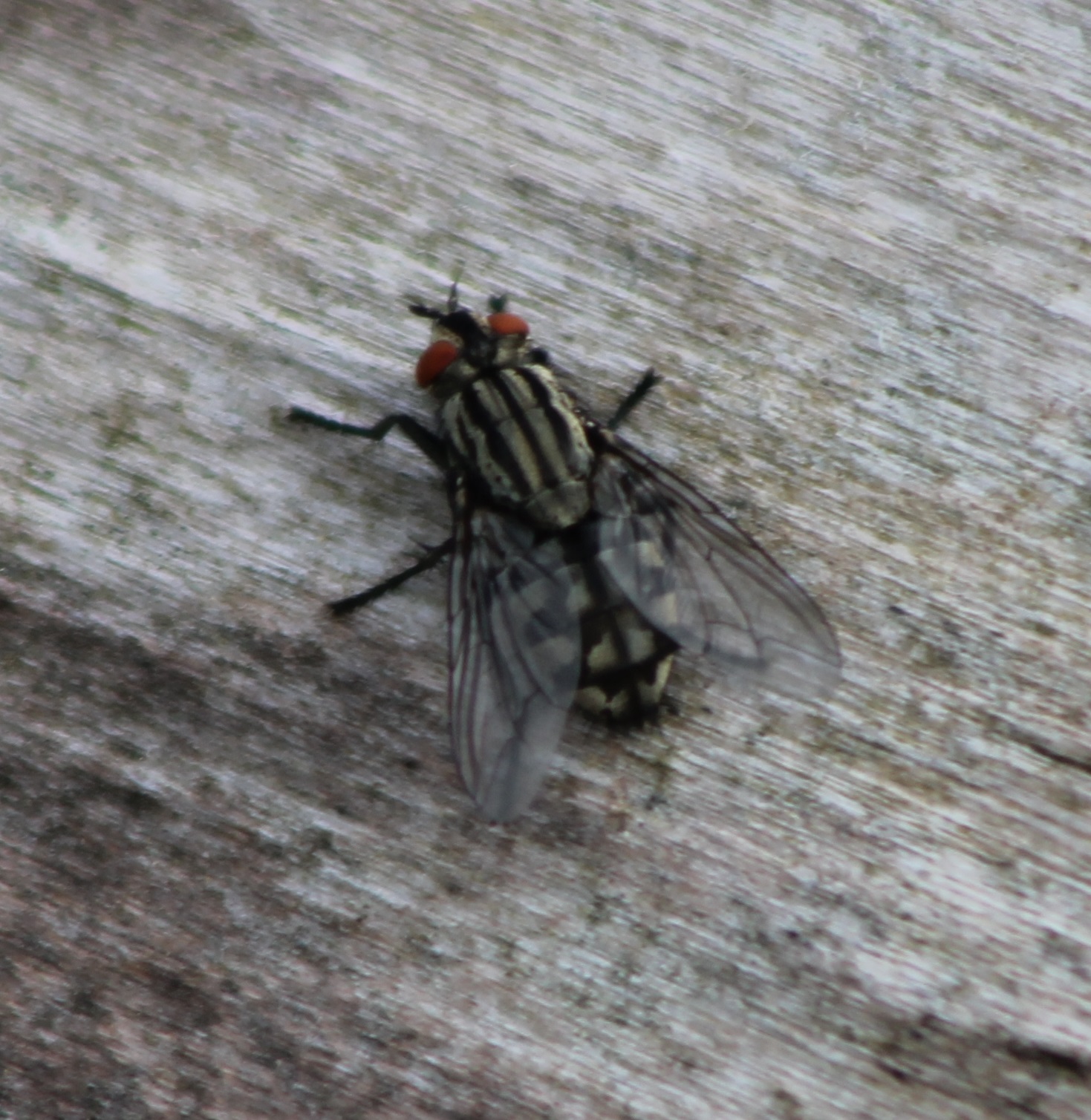 Fly-species ID