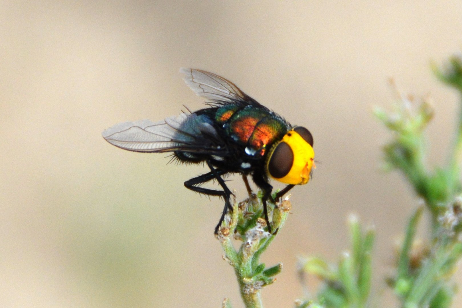 Fly.  species unknown