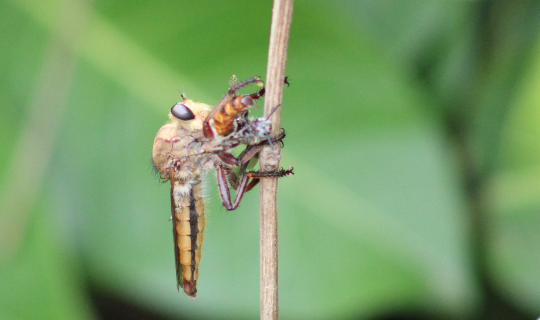 Fly-species with prey