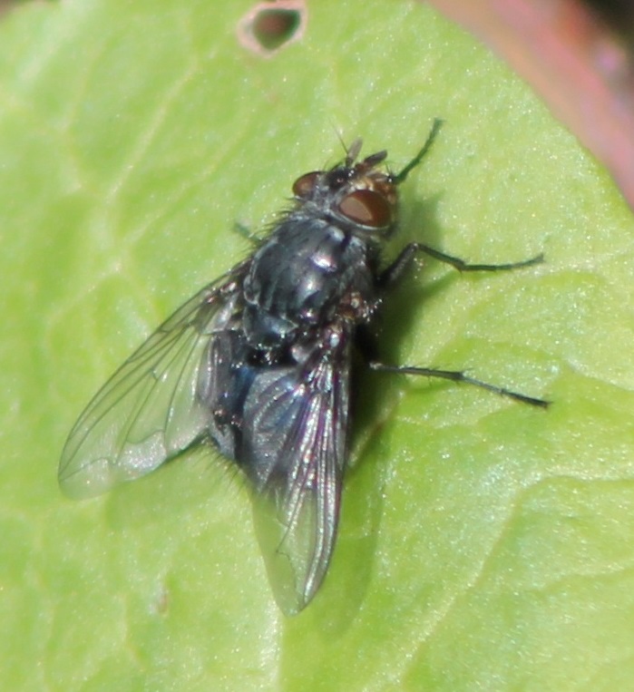 fly-species