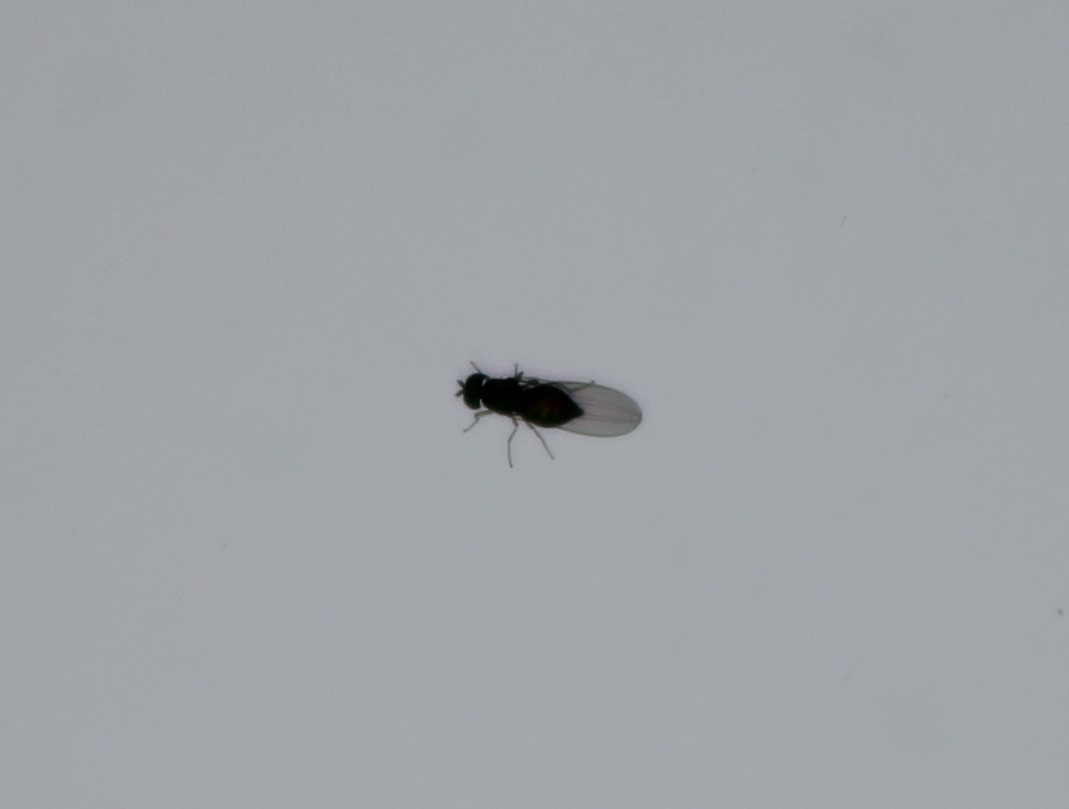 Fly species