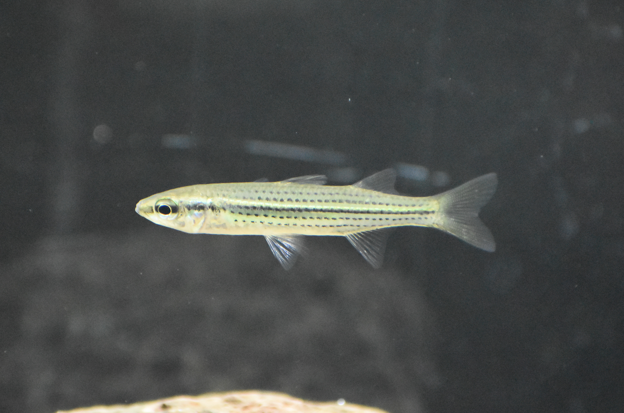 Fly-Specked Hardyhead