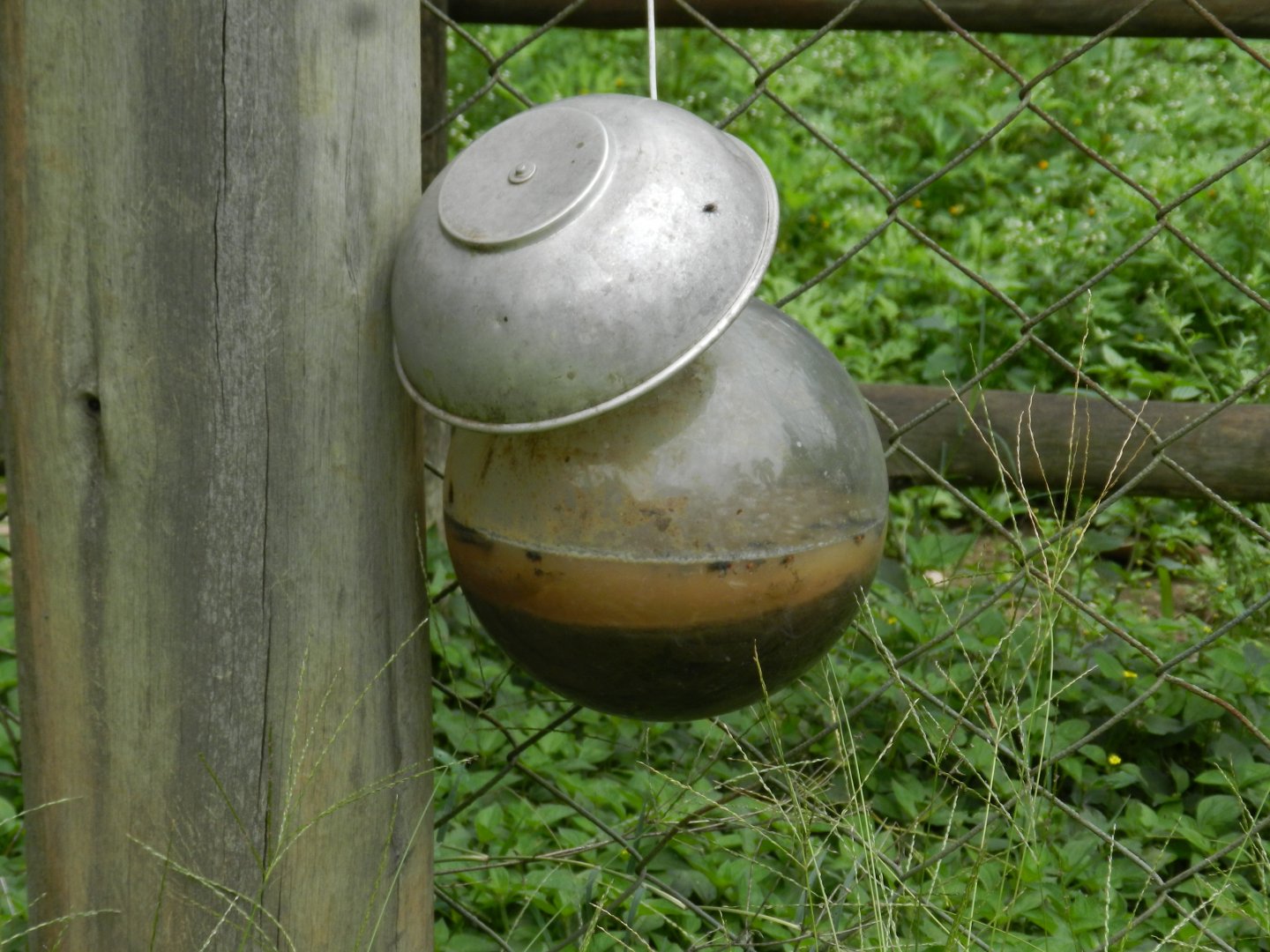 Fly trap - Zoo São Paulo