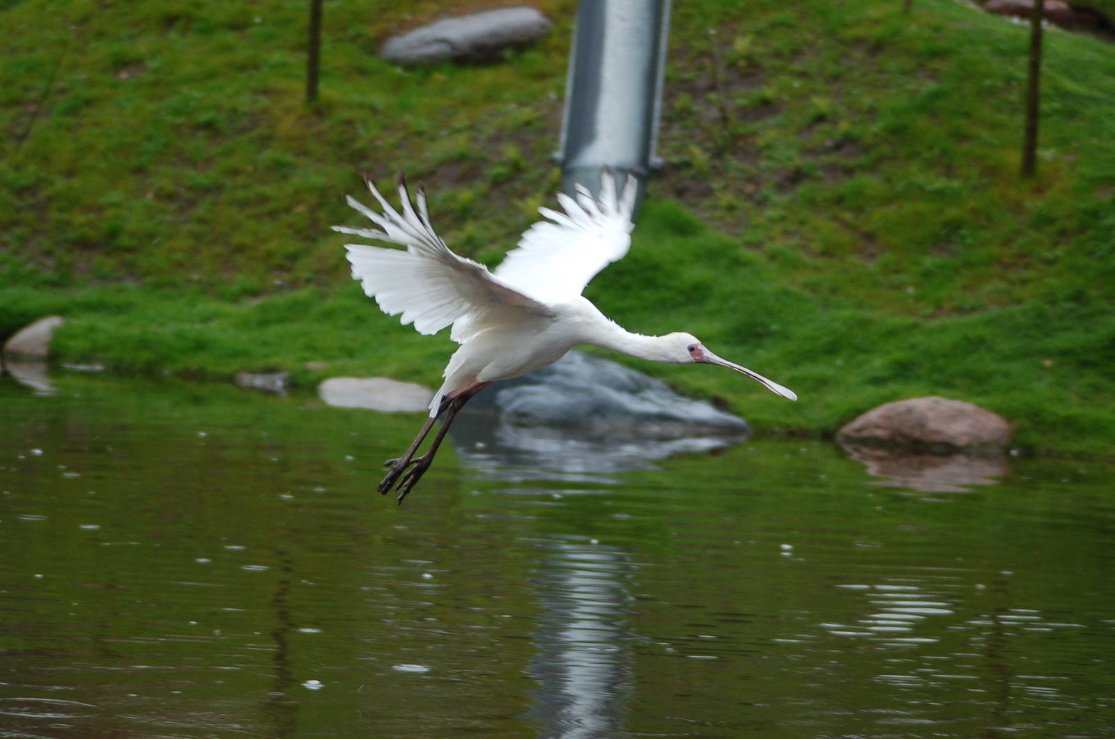 Flying African spoonbill