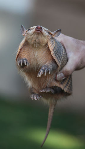 flying armadillo