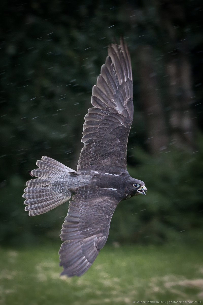 Flying Display - 01/08/2012 - Help with ID Please!
