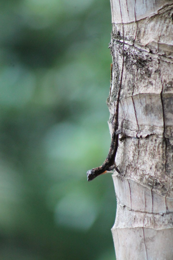 Flying Dragon (Draco sp.)