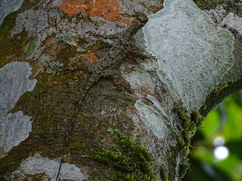 Flying dragon (Draco sp)