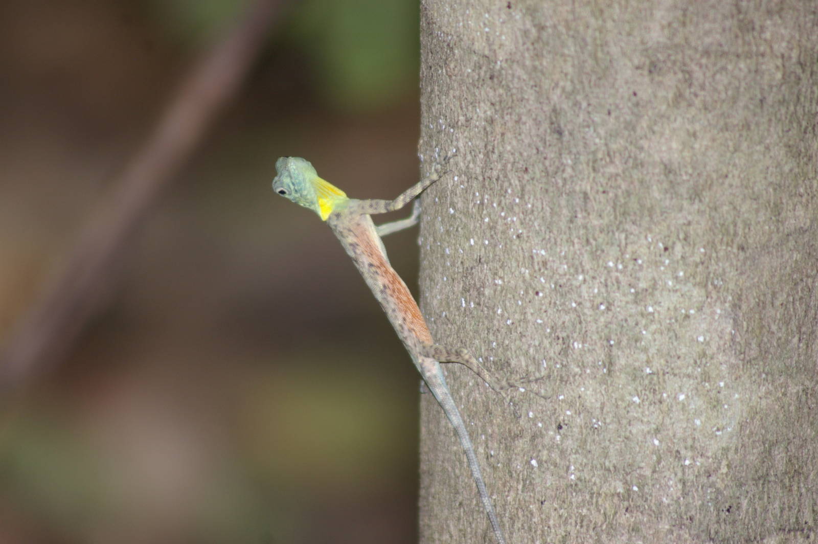 flying dragon (Draco spilonotus)