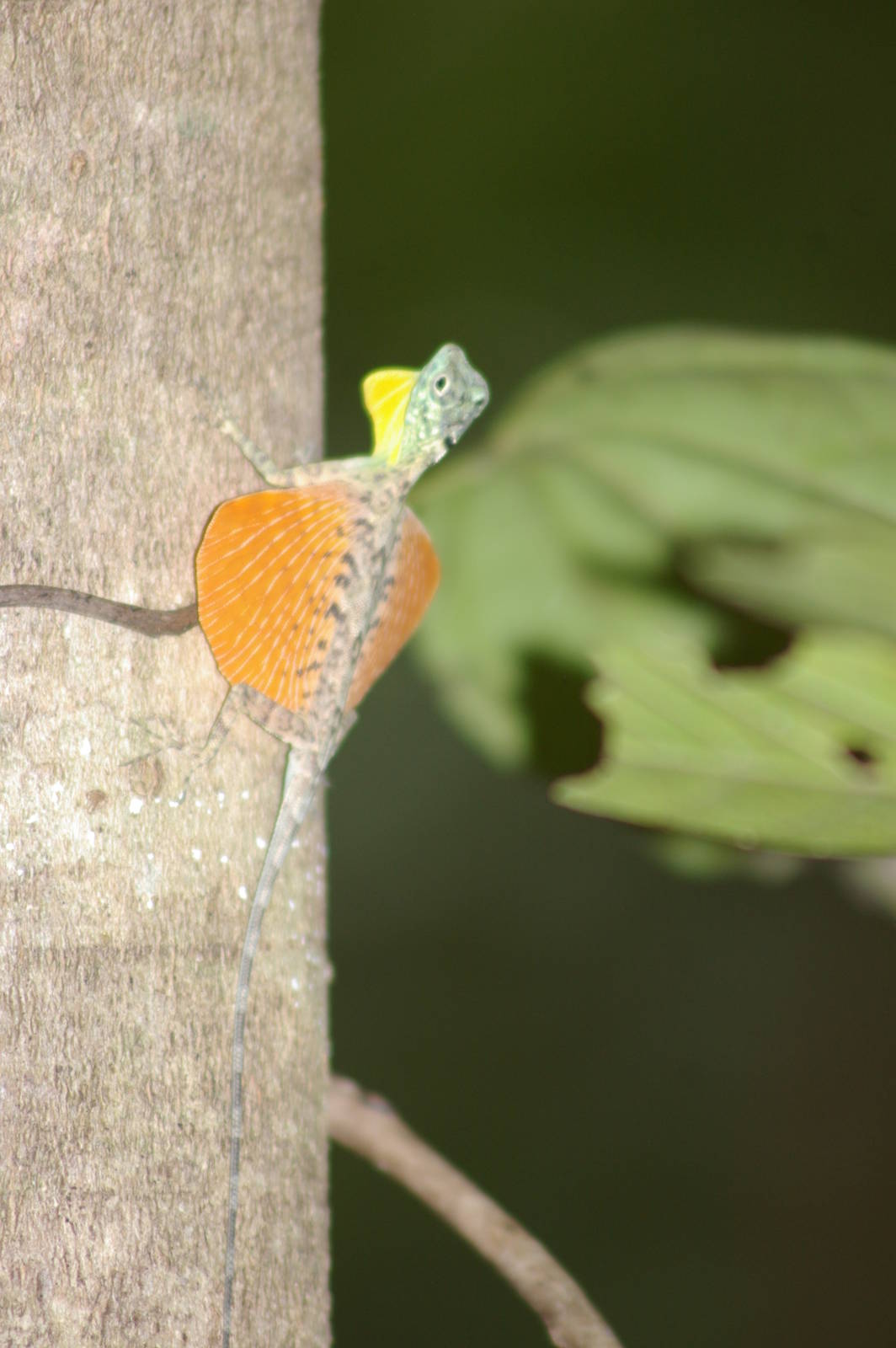 flying dragon (Draco spilonotus)