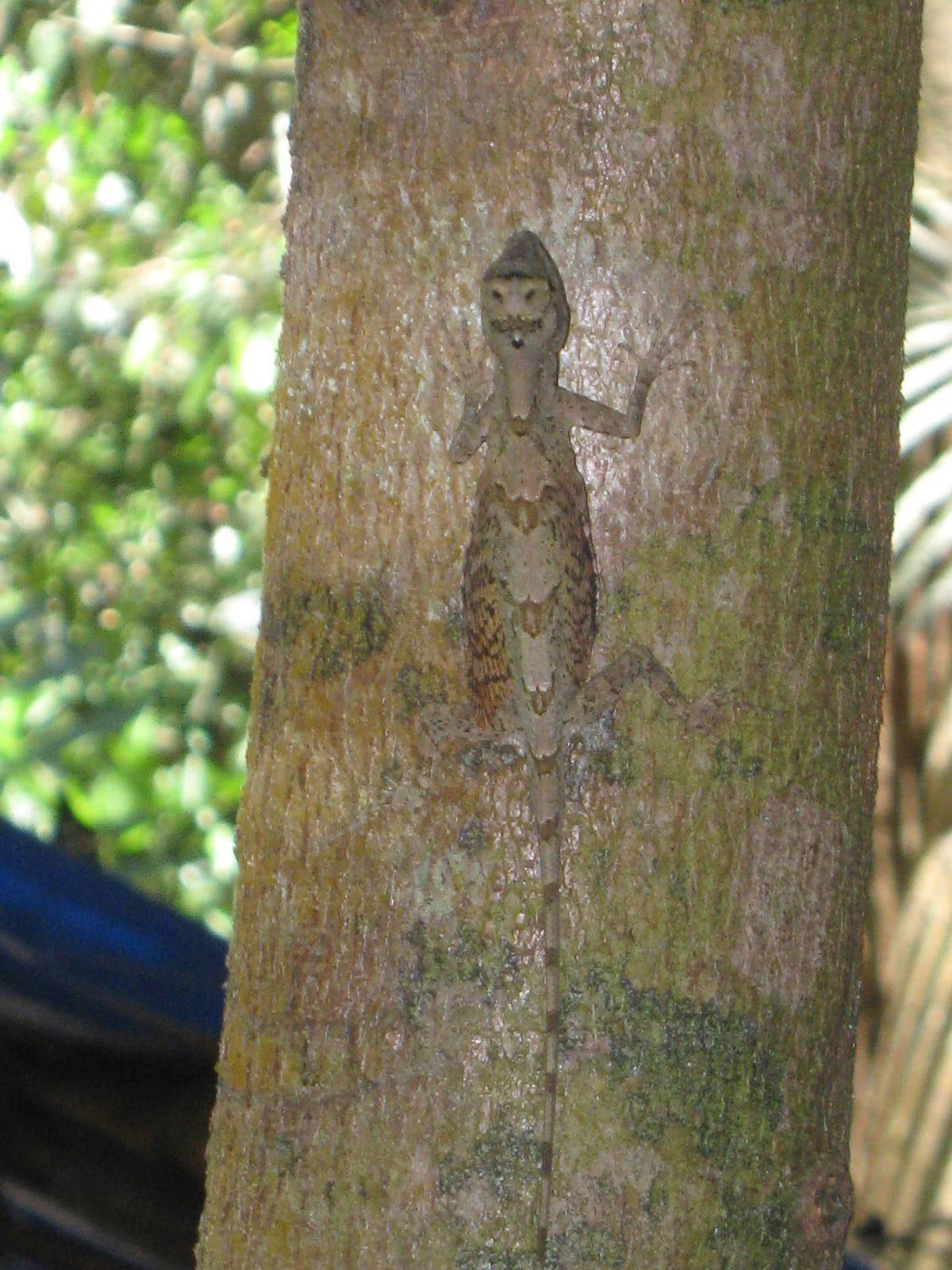 flying dragon (Draco walkeri)