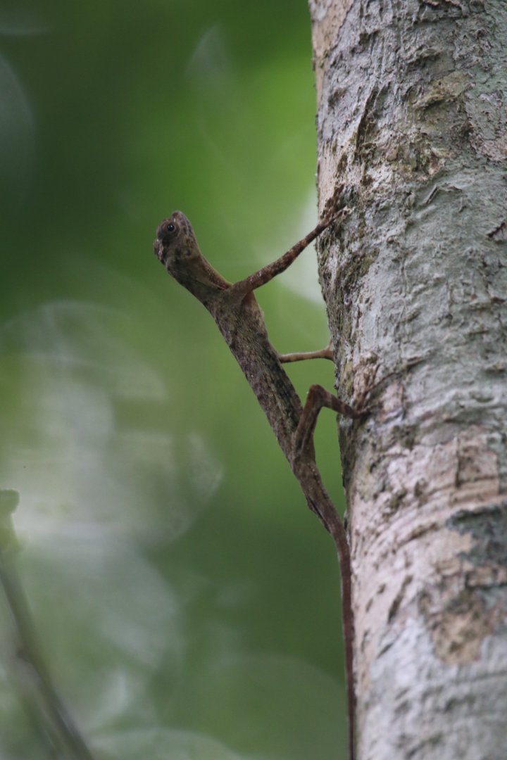 Flying dragon (Koh Kood)