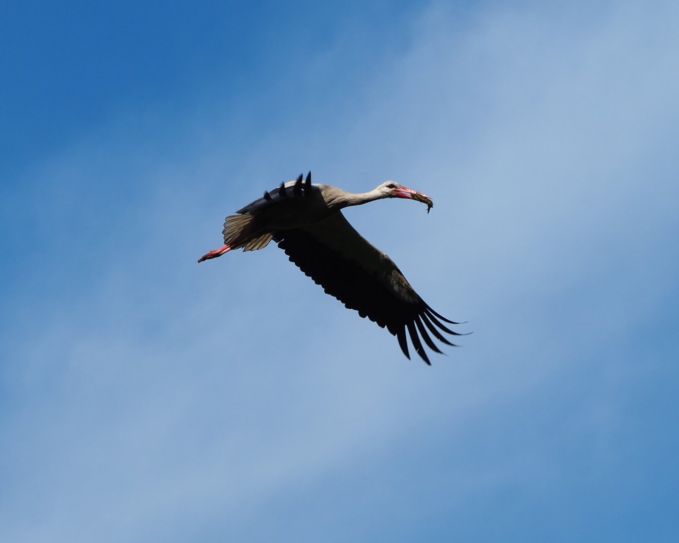 Flying European white stork (Ciconia ciconia), 2020-06-12