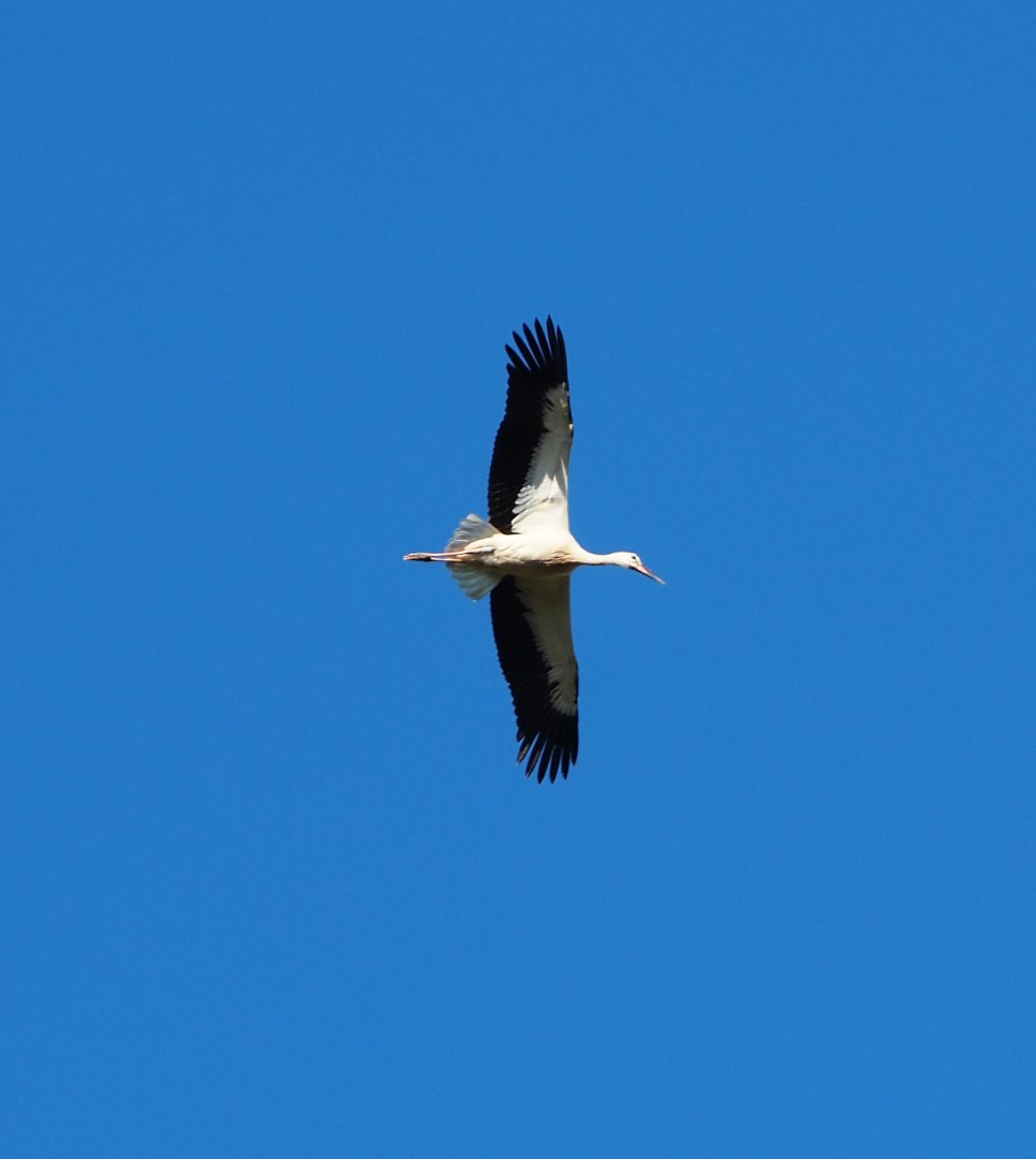 Flying European white stork (Ciconia ciconia), 2020-07-21