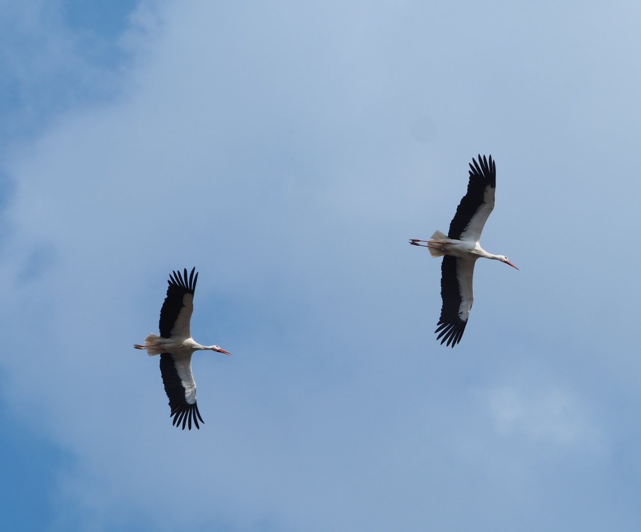 Flying European white storks (Ciconia ciconia), 2021-04-21