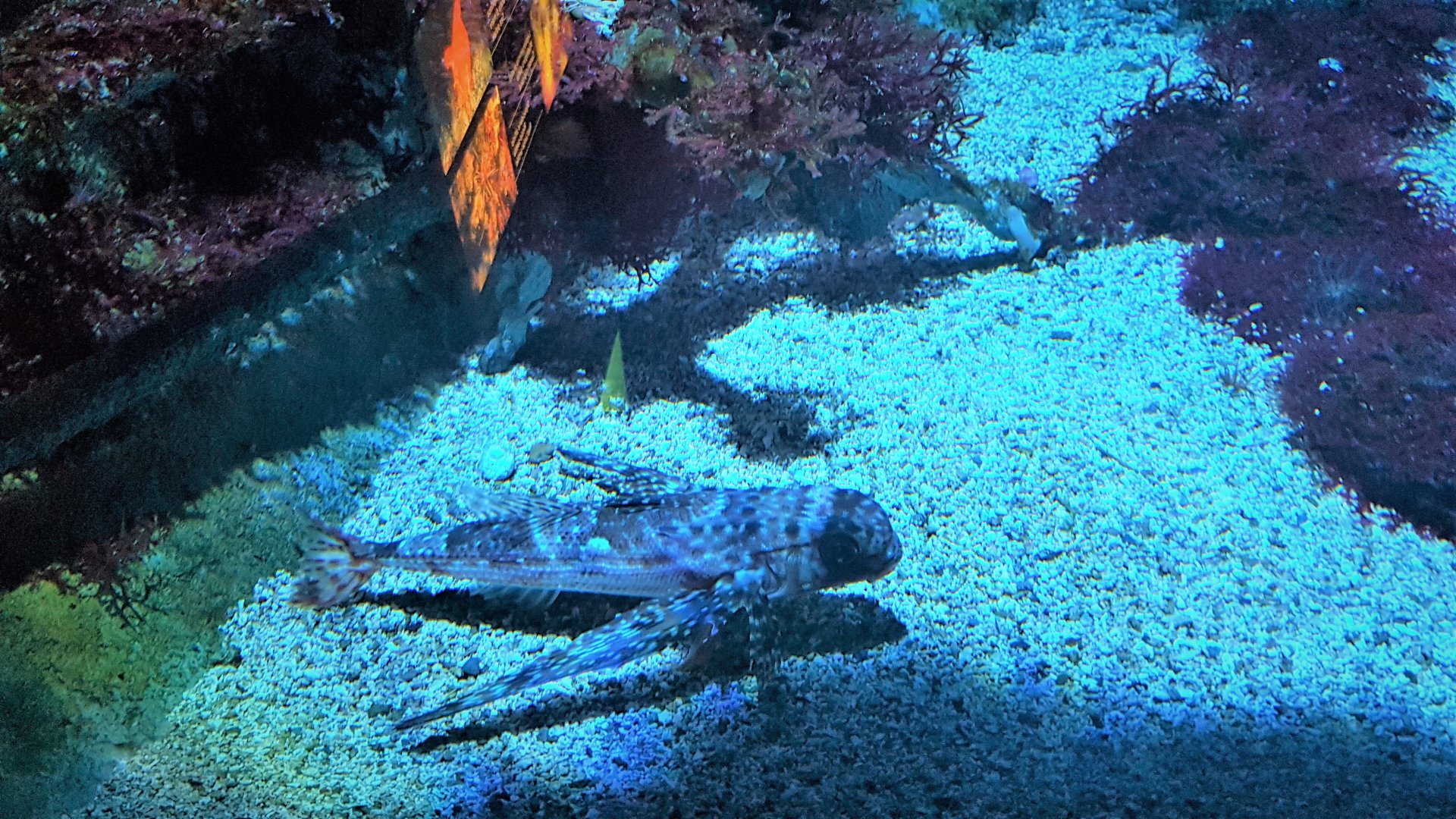 Flying fish (no species identification sign)