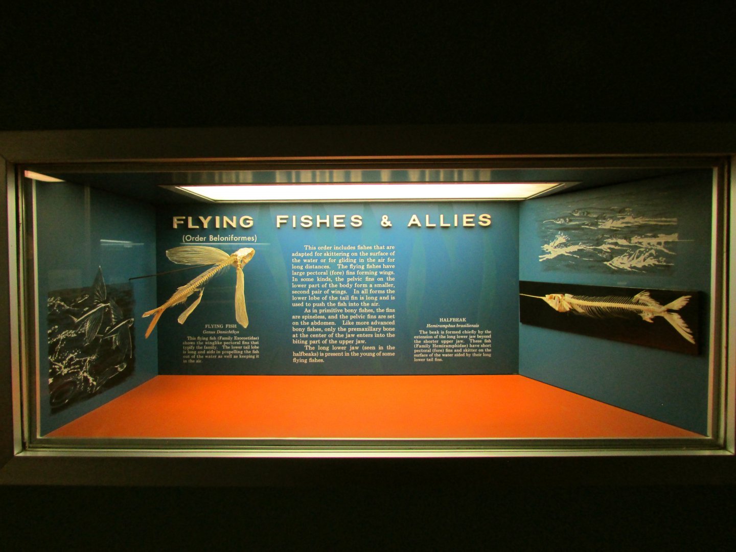 Flying Fish Skeletons