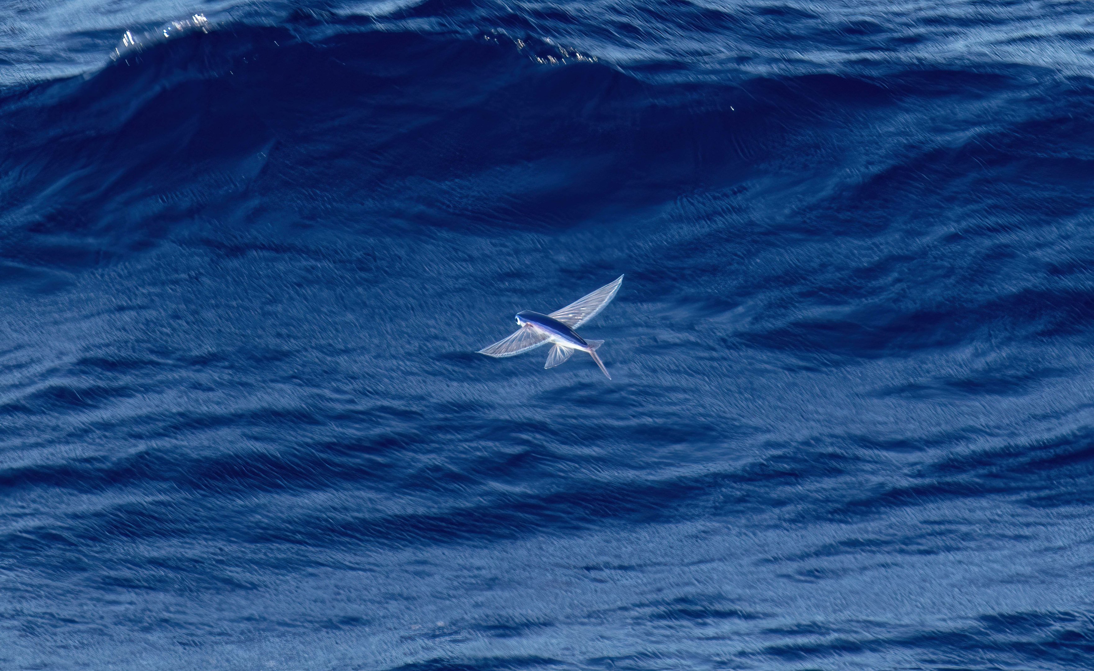 Flying Fish
