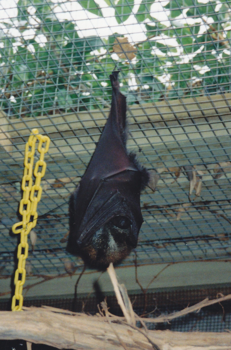 Flying Fox 1994 or later