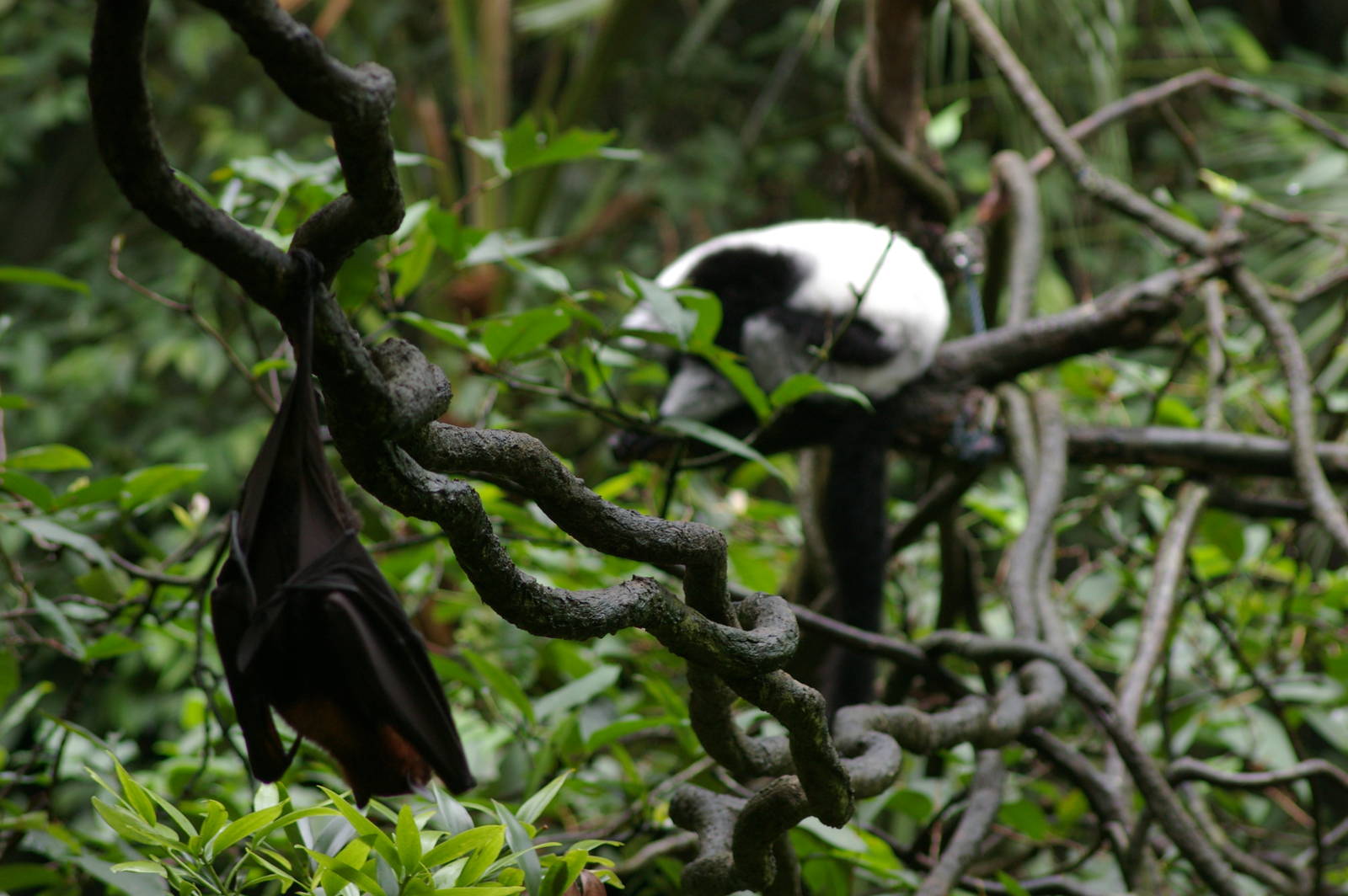 flying fox and ruffed lemur