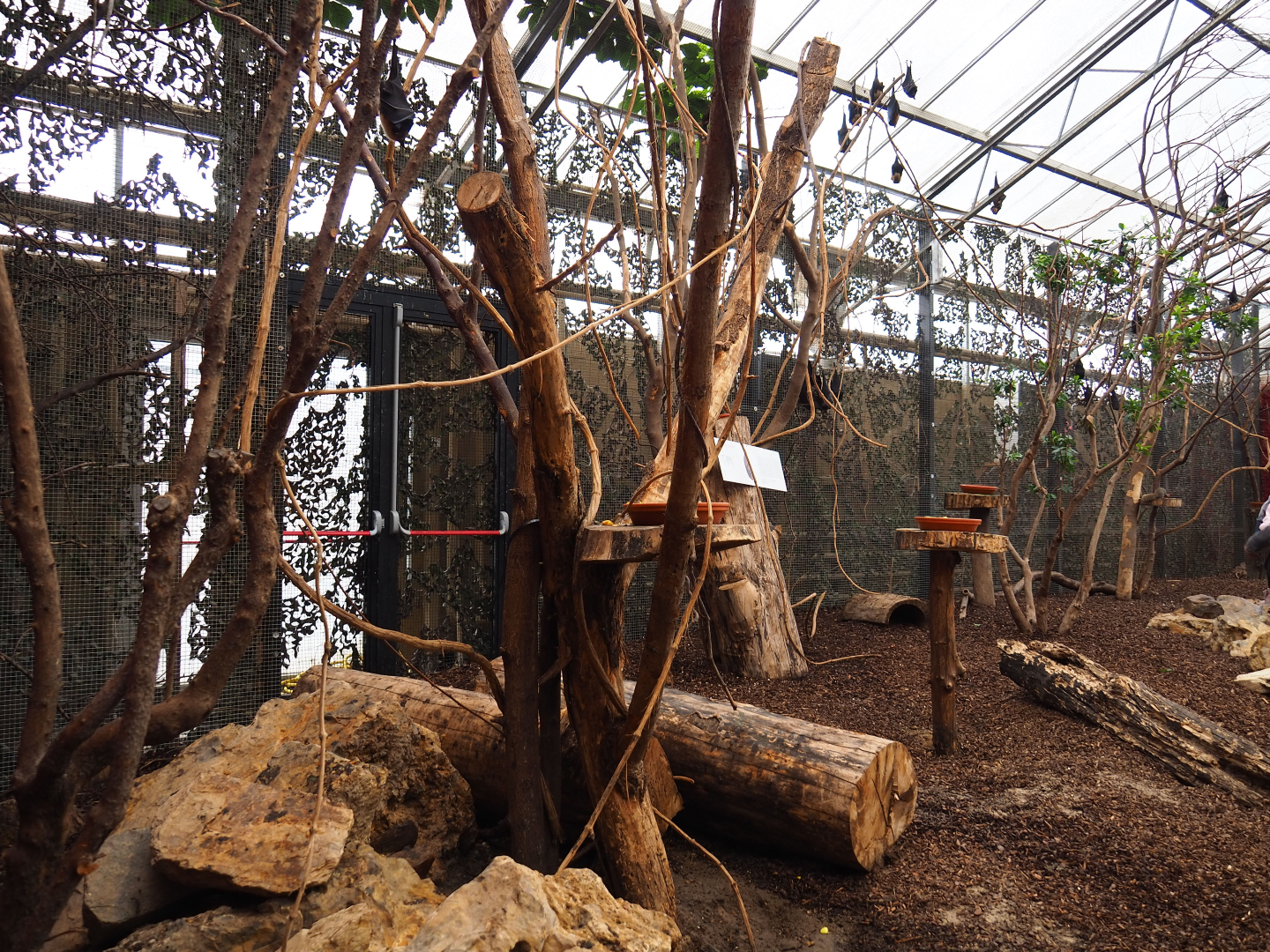 Flying fox and squirrel walk-through exhibit, 2019-10-05