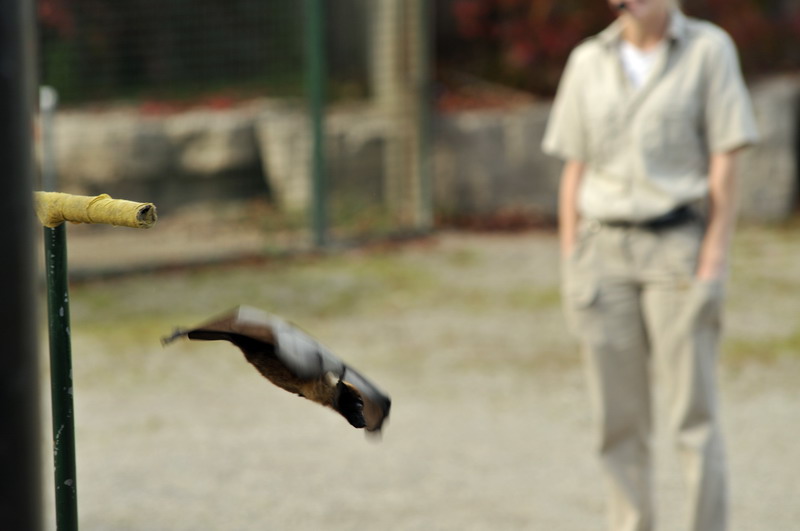 Flying fox at the african lion safari