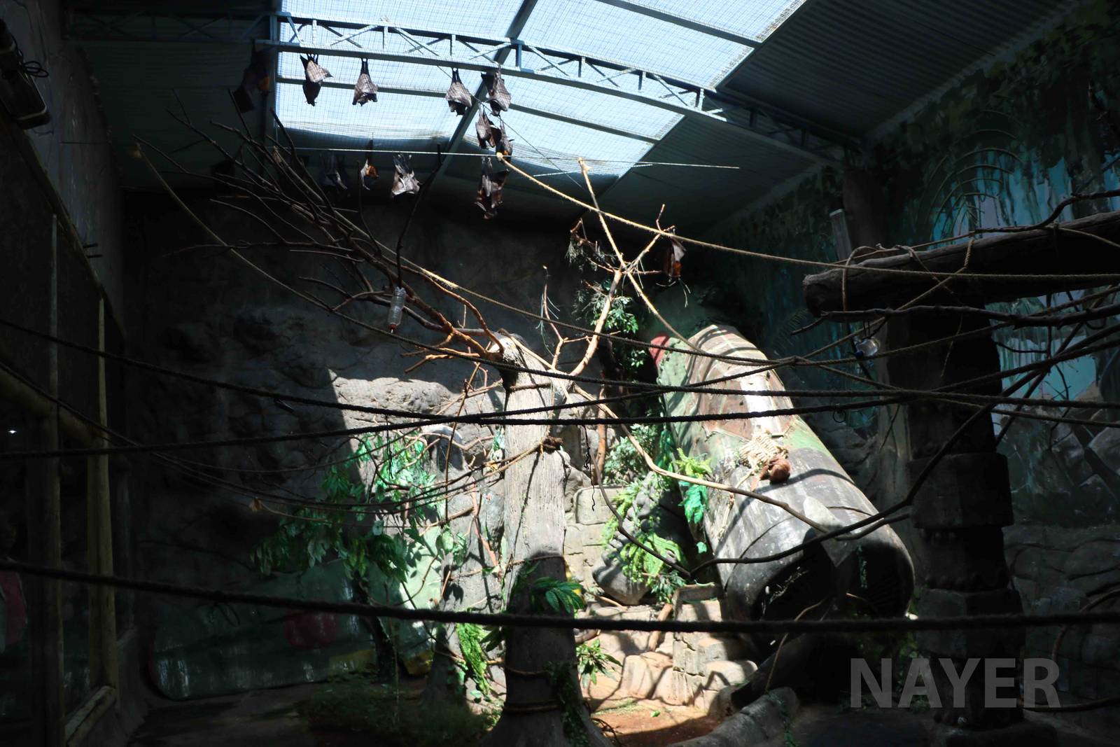 Flying fox enclosure, April 2016
