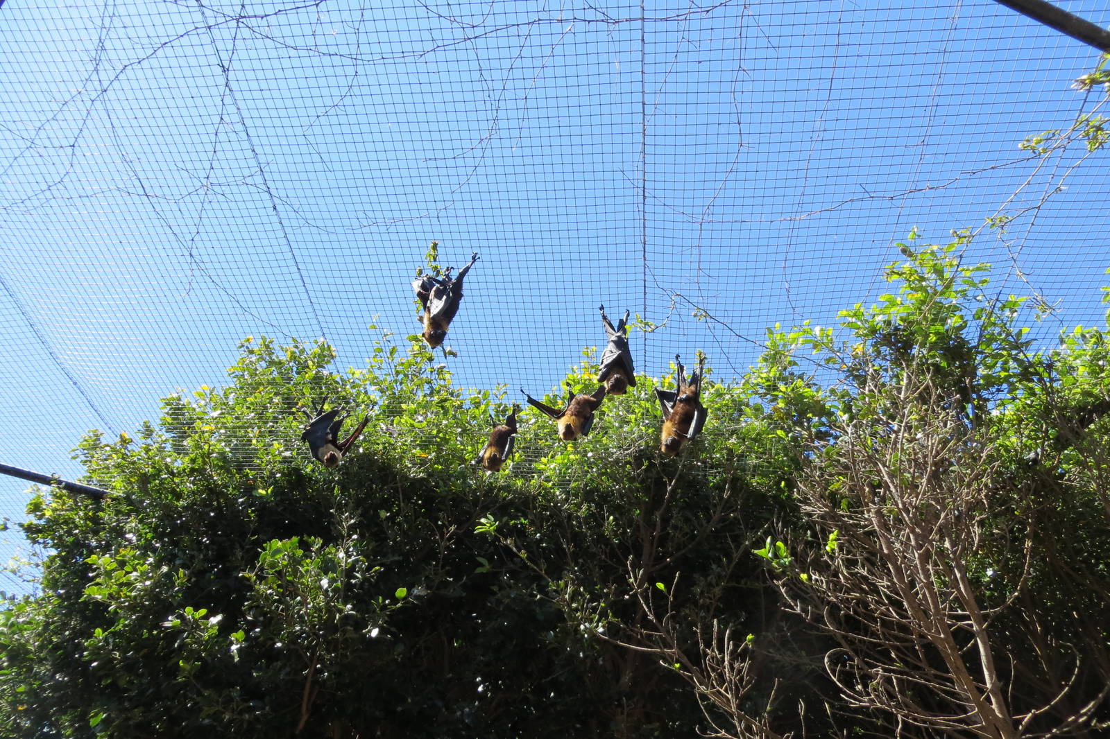 Flying Fox Enclosure May 2014
