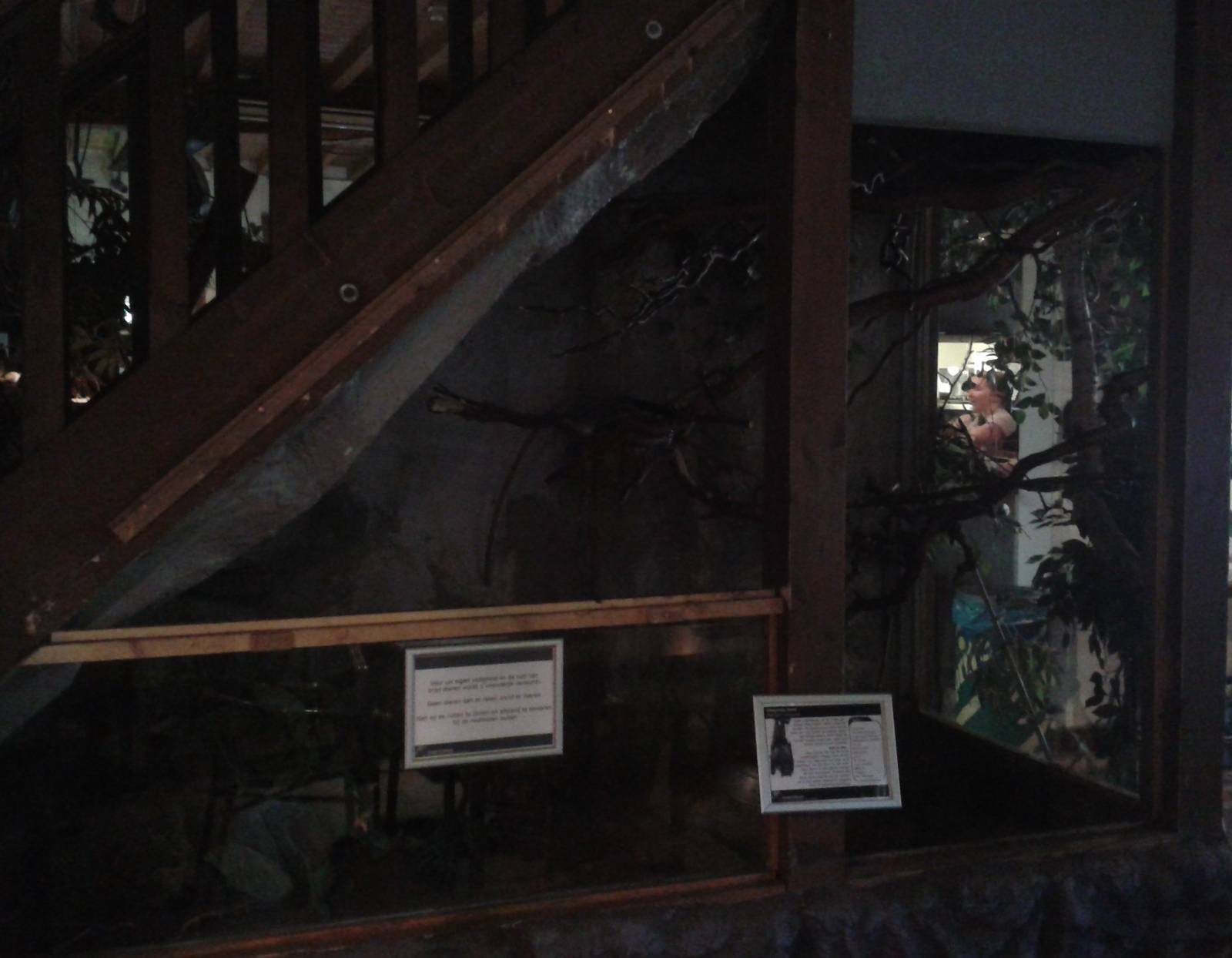 flying fox enclosure