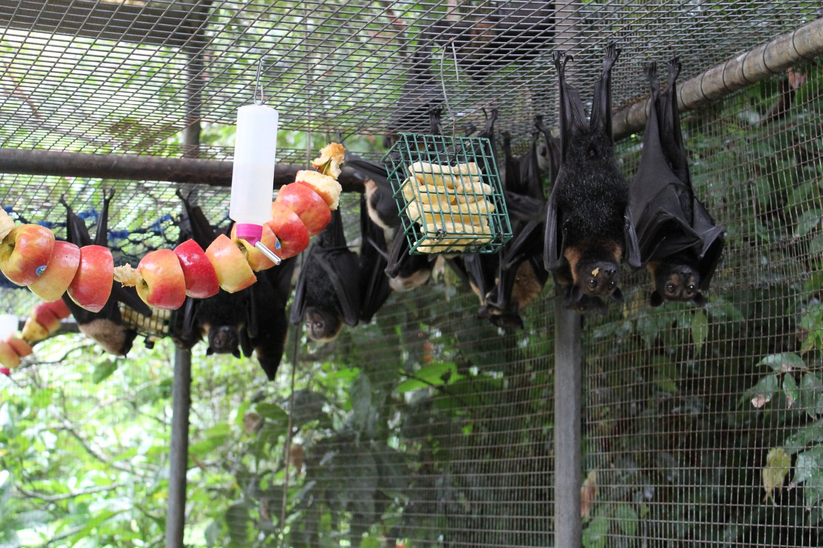 Flying-fox enclosure