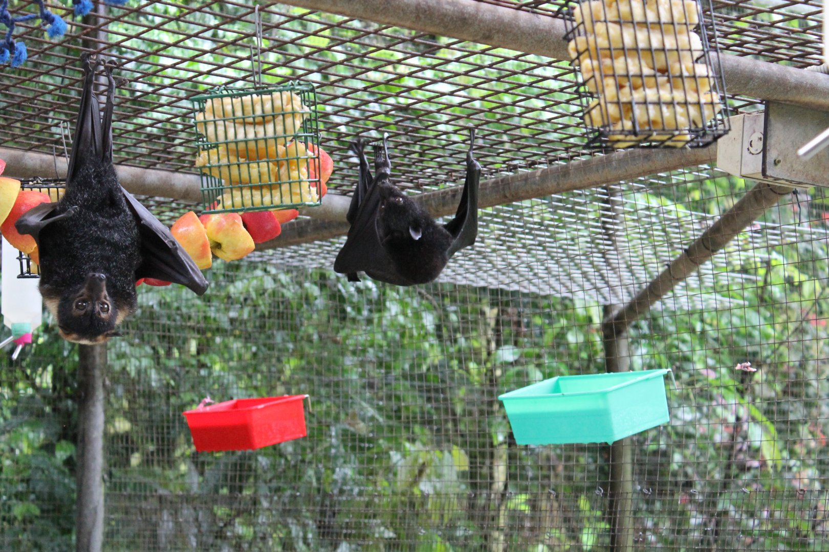 Flying-fox enclosure
