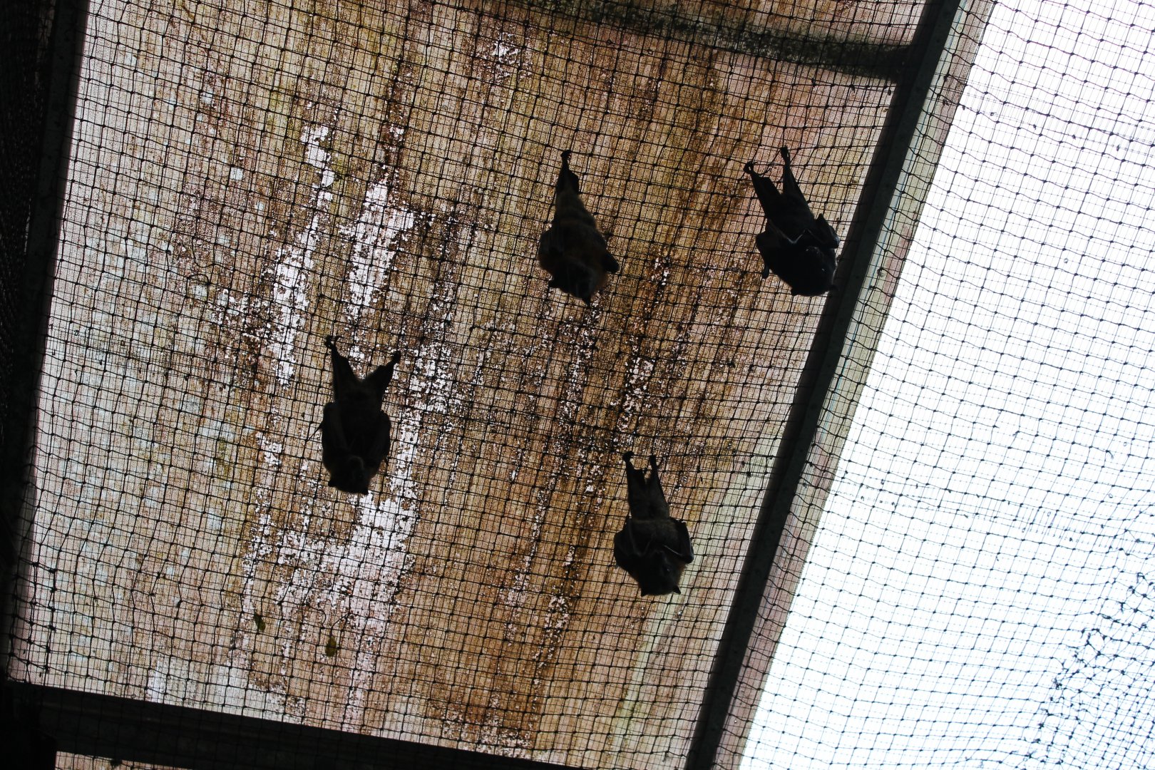 Flying-fox enclosure